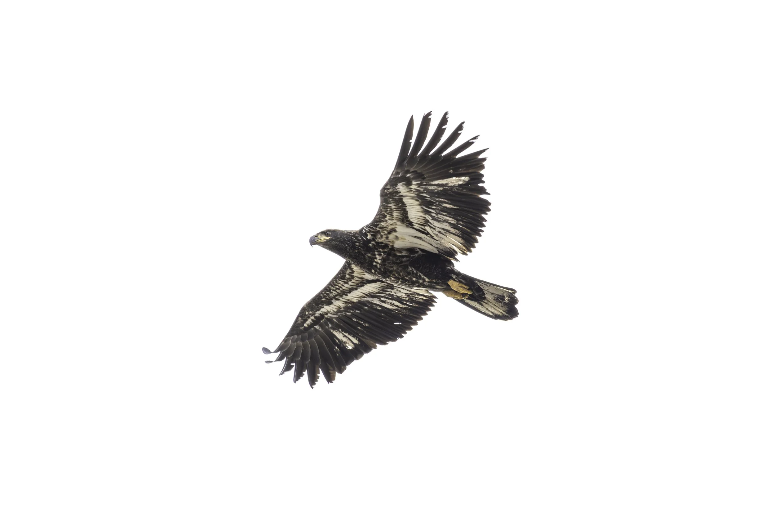 Portrait of a juvenile Bald Eagle soaring overhead. 
7386 × 4926
(~ 24.6" × 16.4" @ 300dpi)