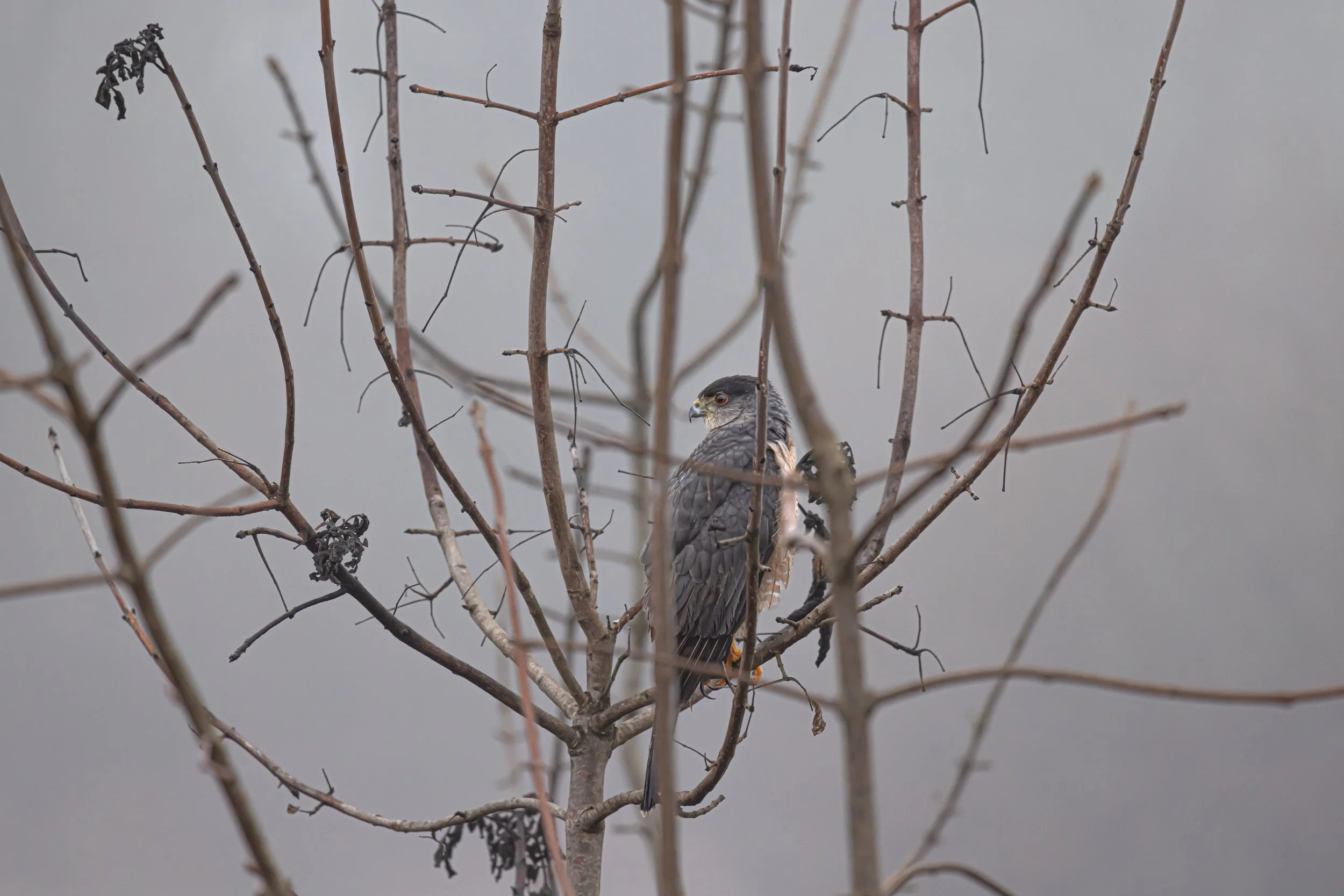Cooper's hawk perched inside a thicket, during a foggy winter evening. 
8192 × 5464
(~ 27.3" × 18.2" @ 300dpi)