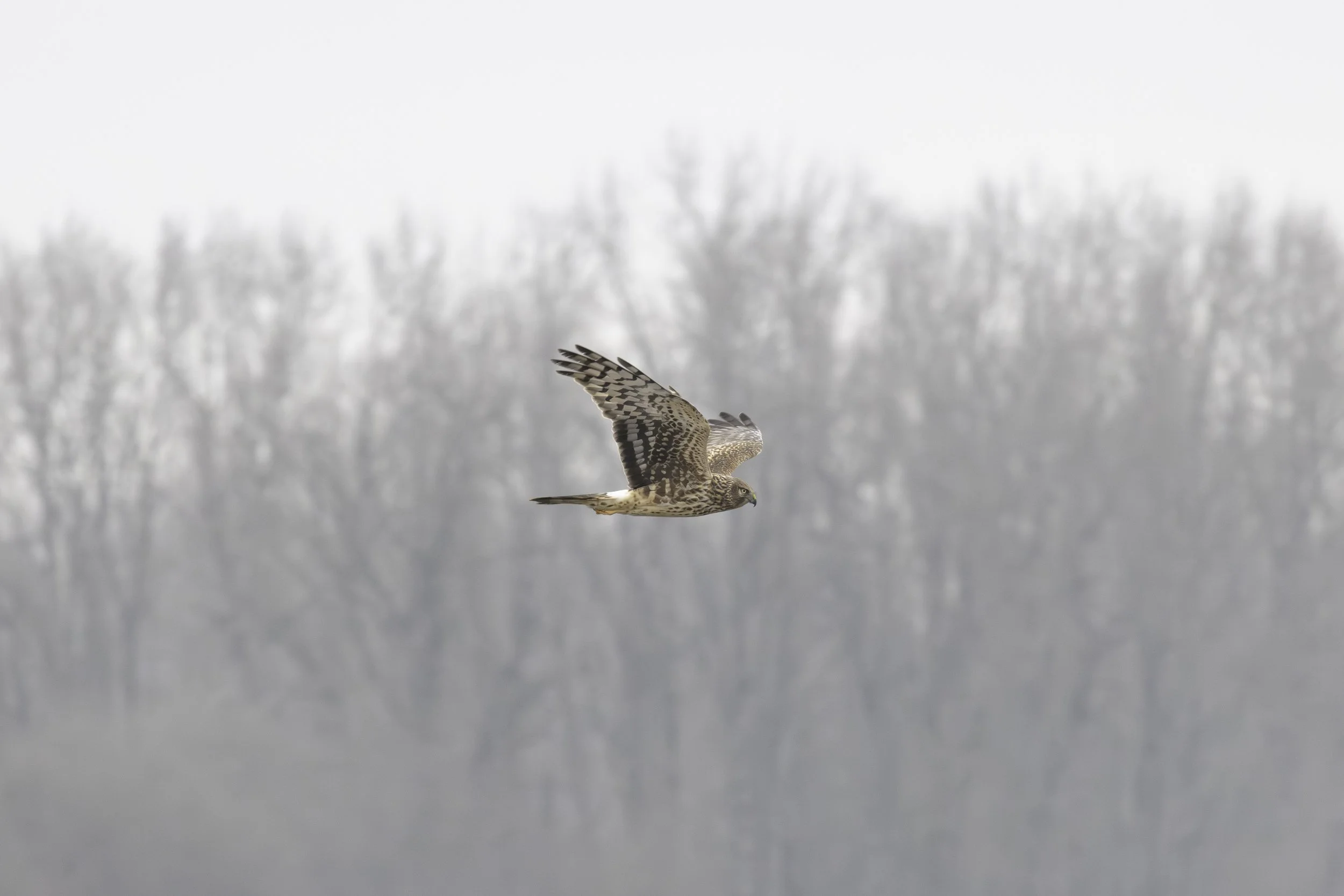 Side profile of Female Northern Harrier in flight. 
5066 × 3379
(~ 16.9" × 11.2" @ 300dpi)