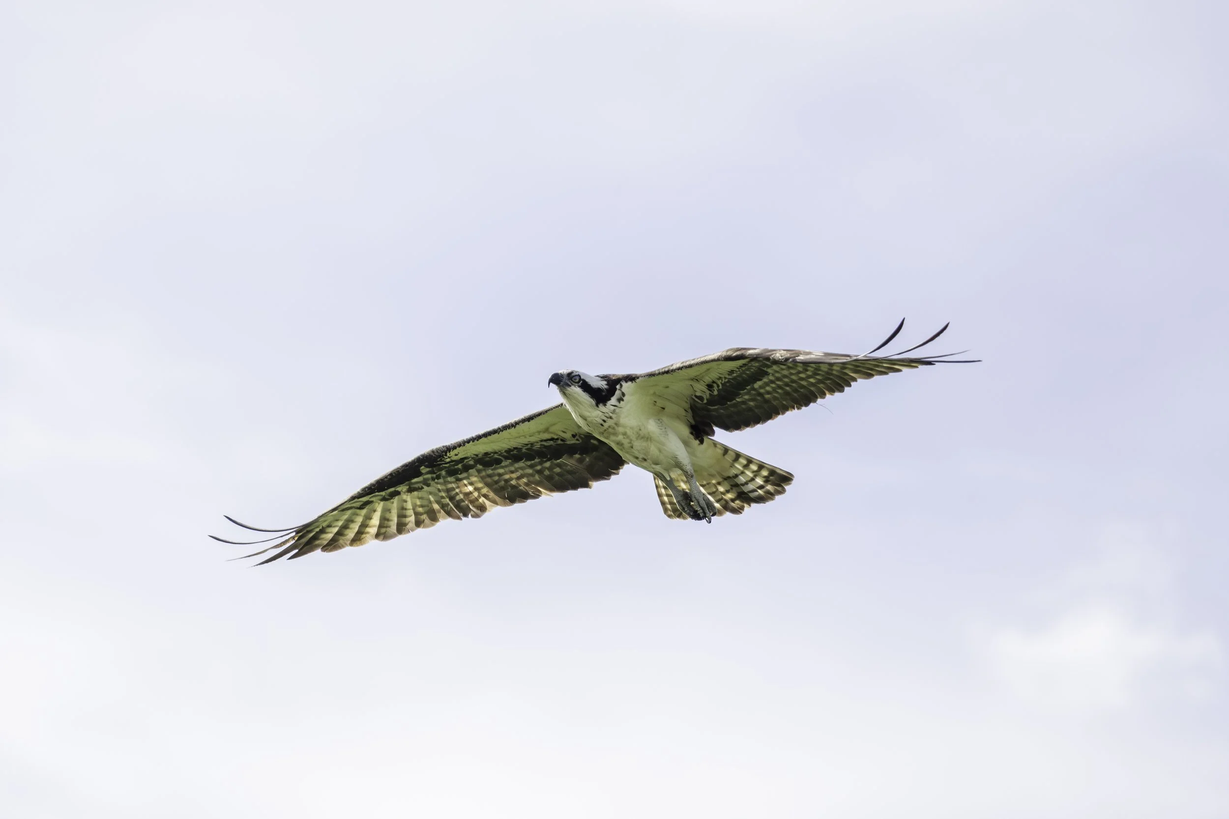 Frontal profile of Osprey in flight, with its visible eye shielded by the nictitating membrane.
6640 × 4429
(~ 22.1" x 14.8" @ 300dpi)