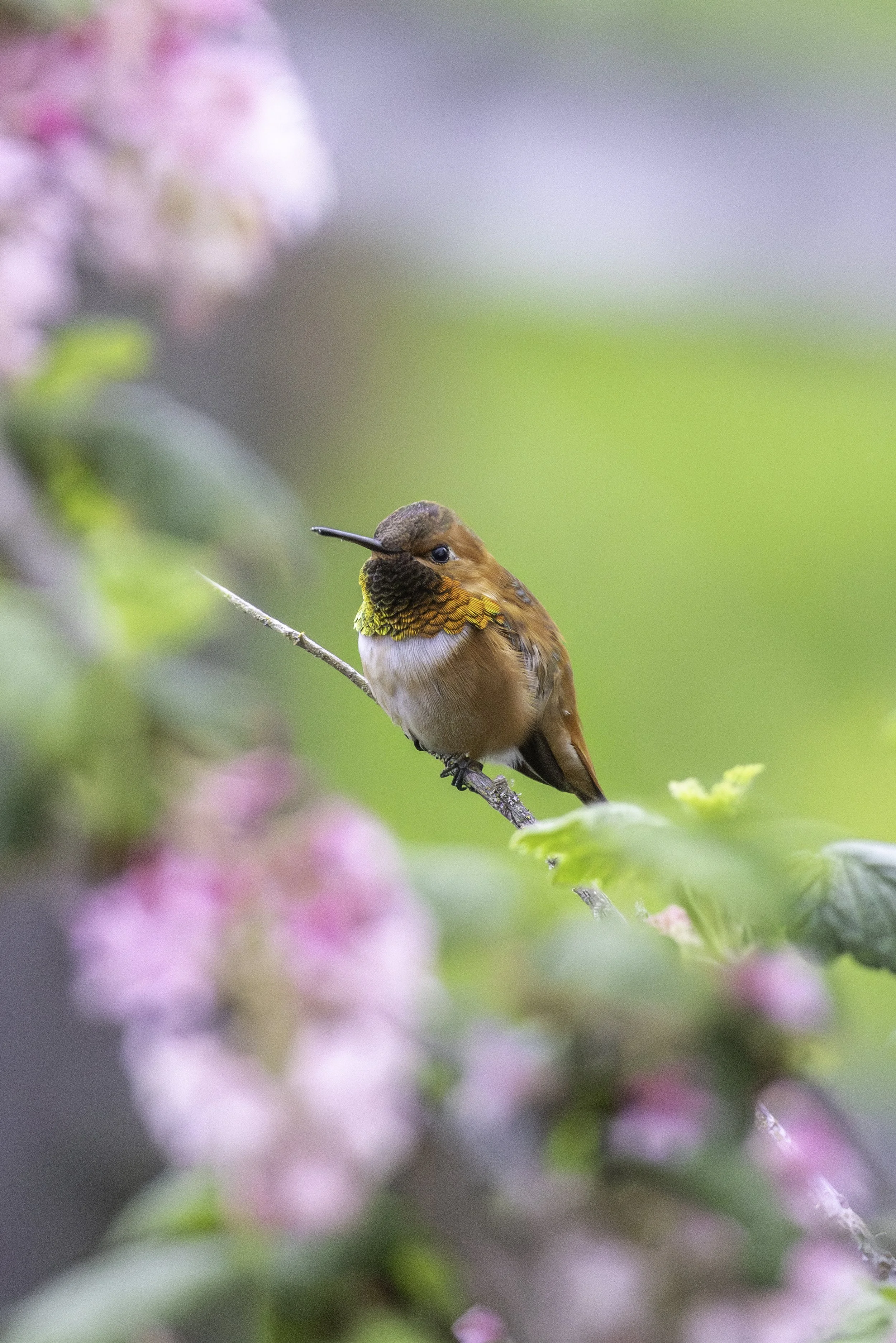 Portrait of Rufous Hummingbird.
2684 × 4024
(~8.9" ×  13.4" @ 300dpi)