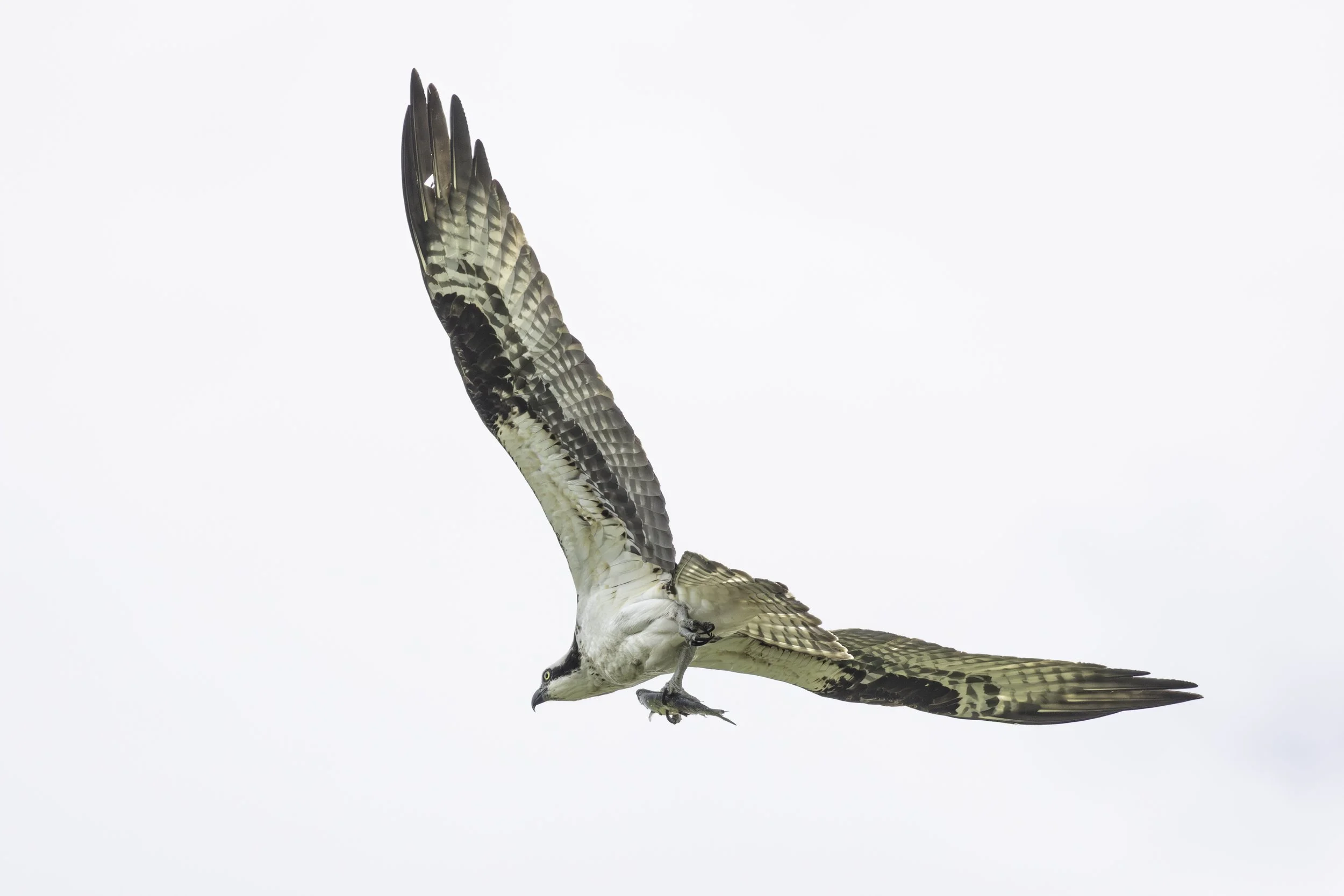 Osprey in flight carrying the headless body of a fish. 
5077 × 3386
(~ 16.9" x 11.3" @ 300dpi)