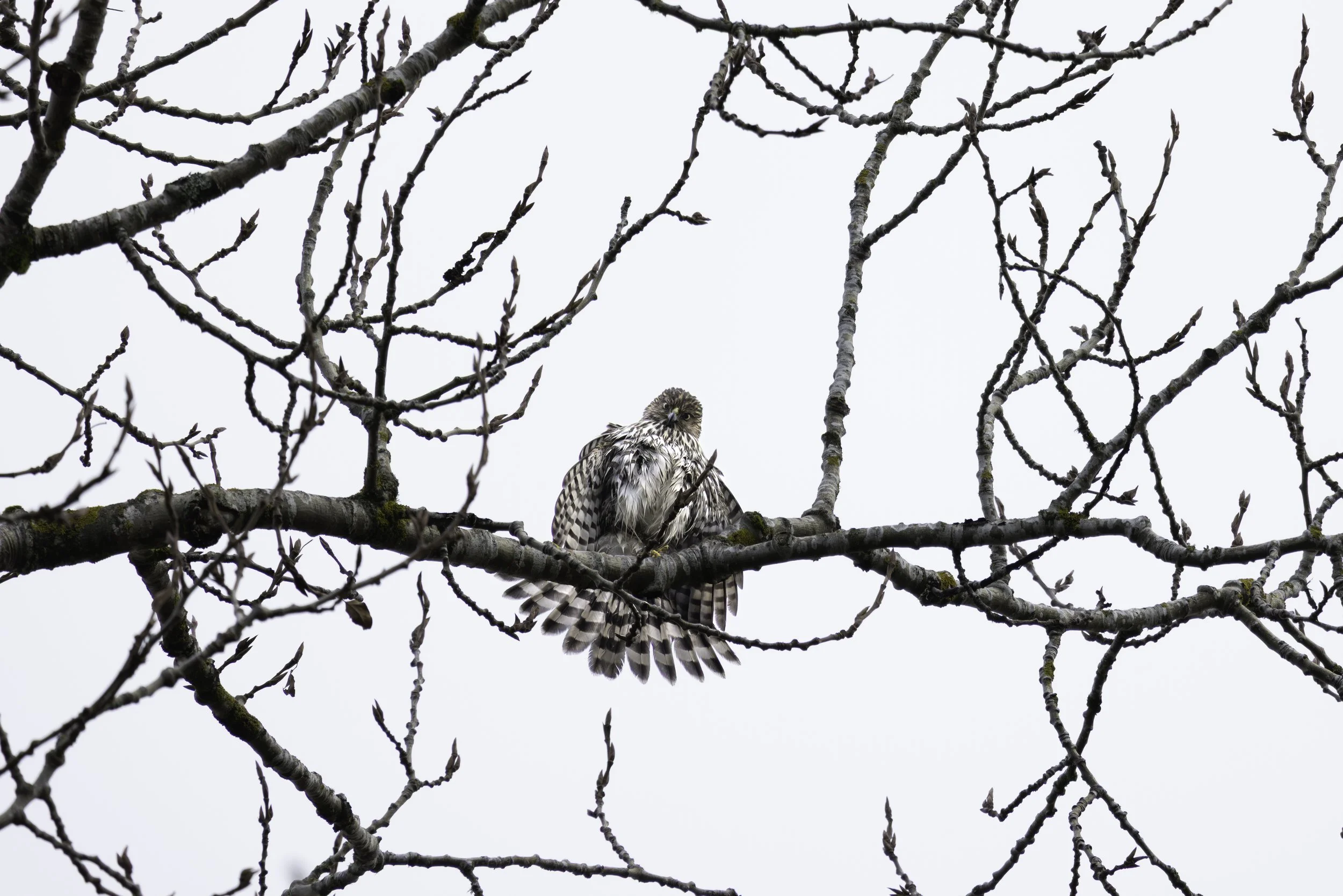 Northern Goshawk peering down while spreading to dry off its wings. 
5824 × 3885
(~ 19.4" × 12.9" @ 300dpi)
