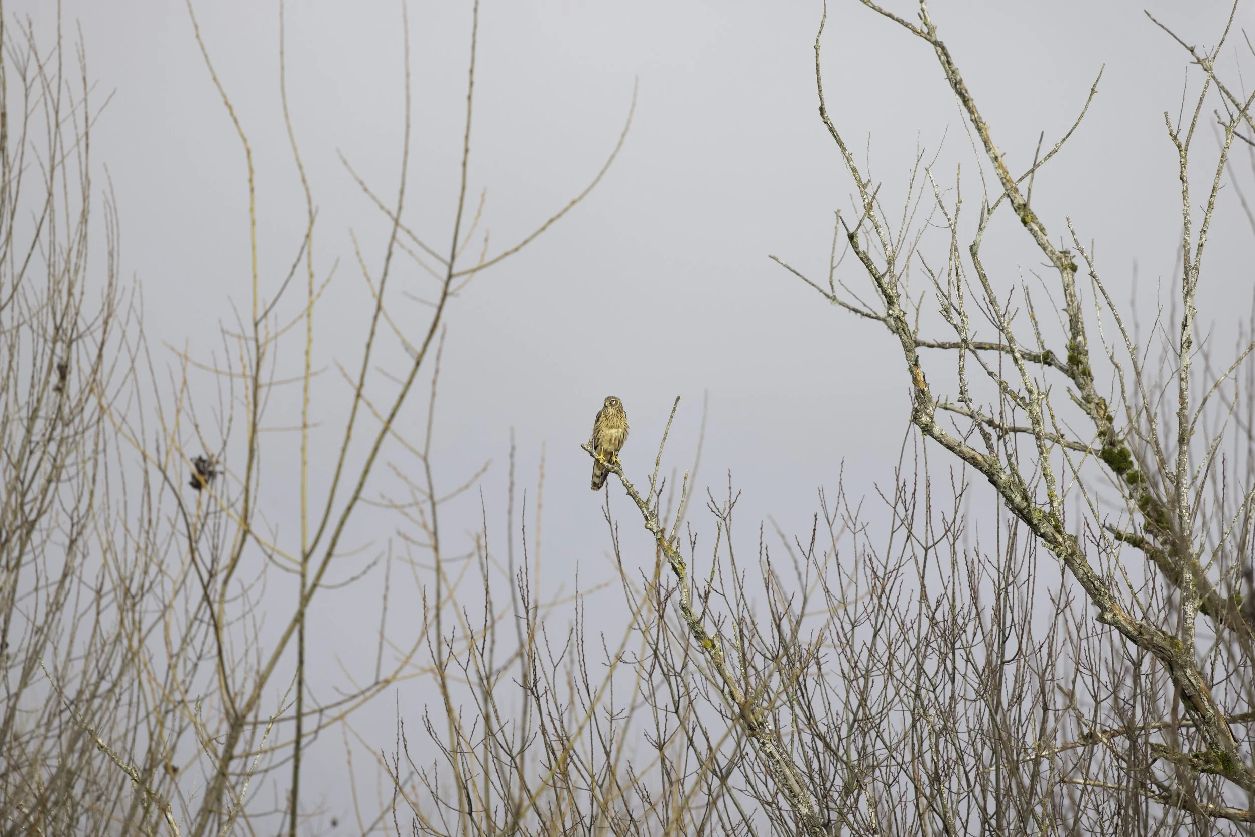 Northern Harrier peering through its nictitating membrane across the defoliated trees on a winter evening, all rendered orange by the glaze of the setting sun. 
8192 × 5464
(~ 27.3" × 18.2" @ 300dpi)