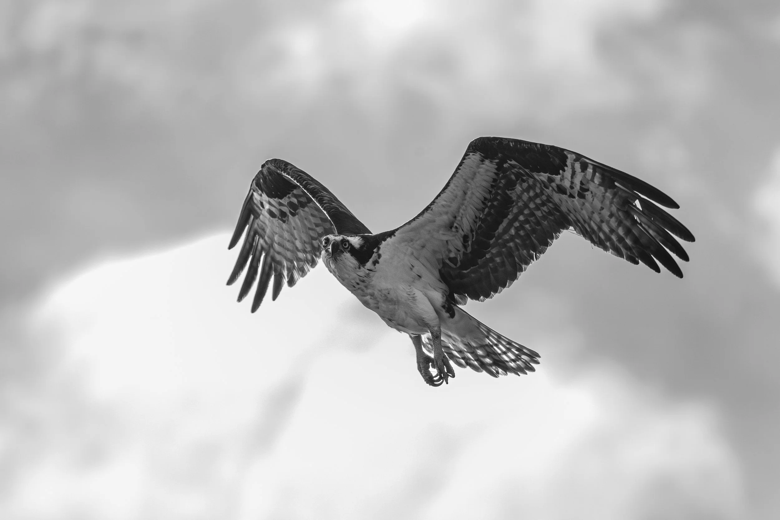 OspreyFoldedBW-9284.jpg