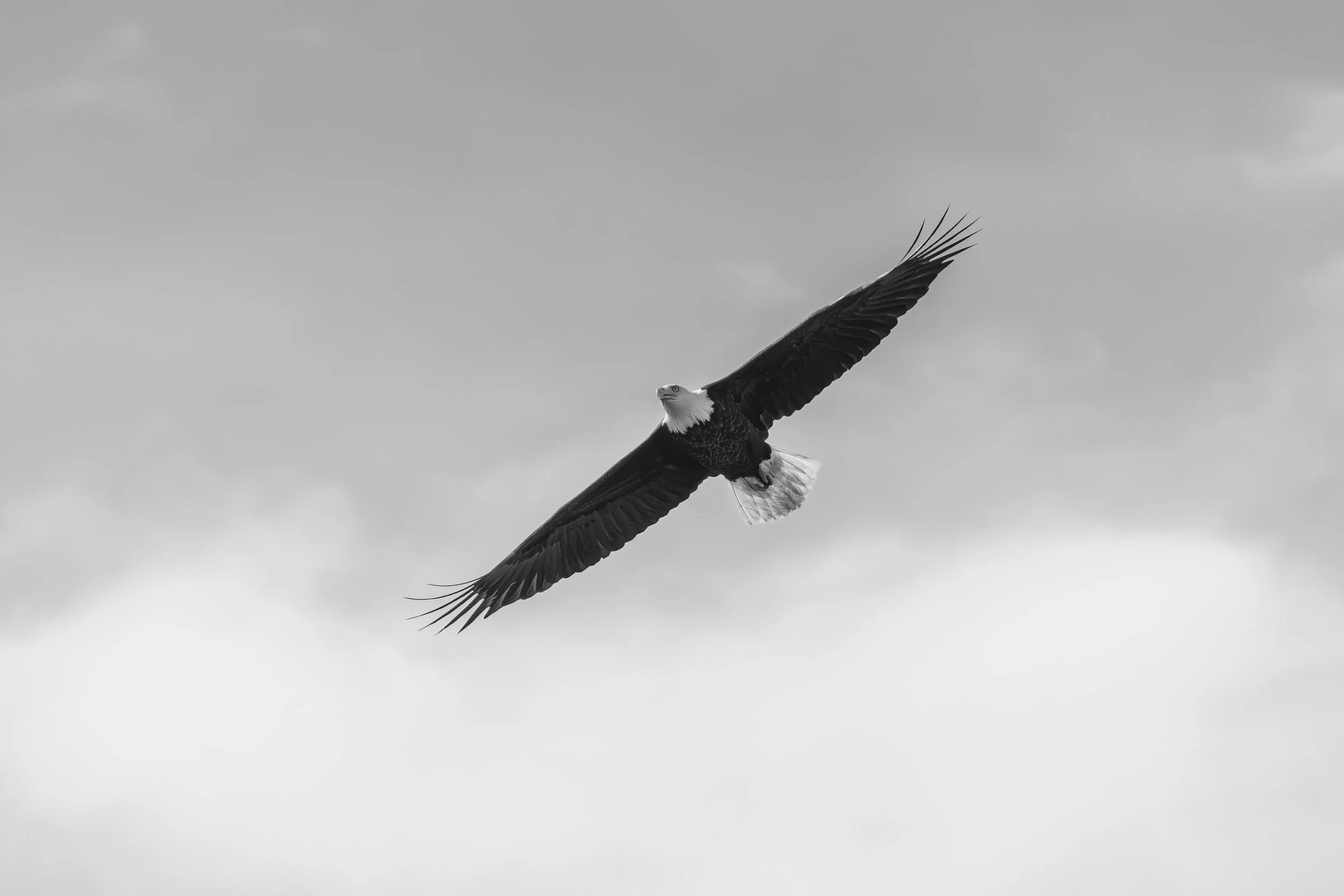 6_Osprey_vs_BE_Flight-9367.jpg