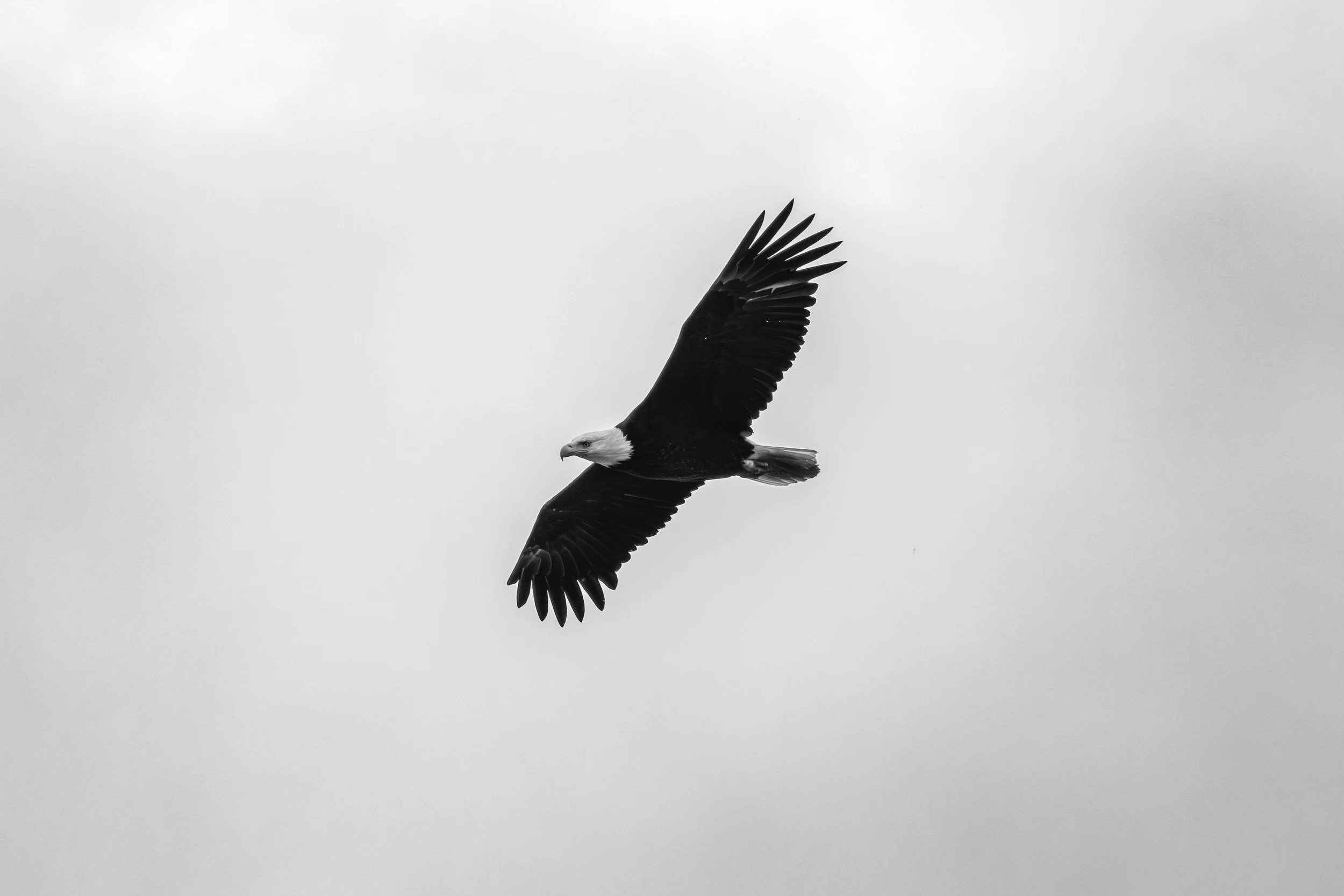 BaldEagle_inFlightBW-8627.jpg