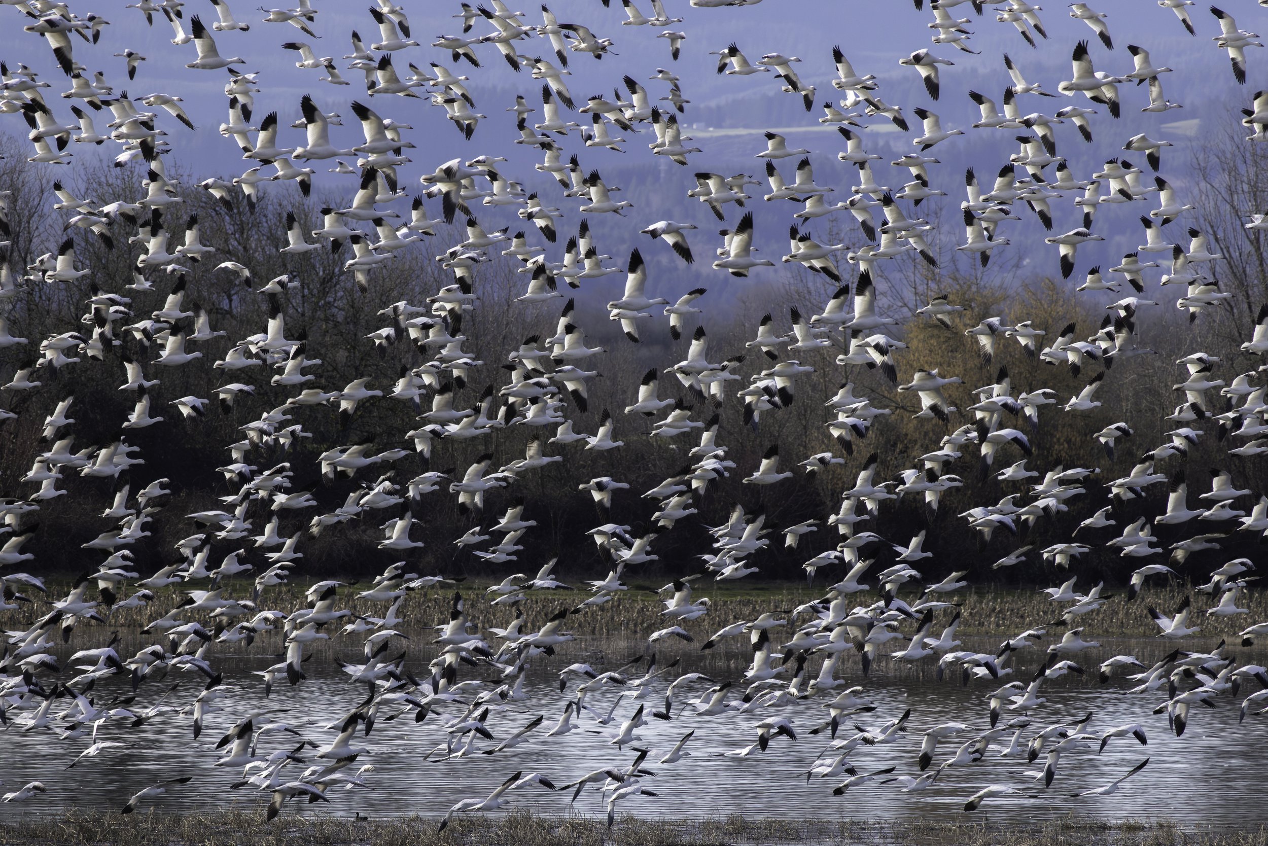 Hundreds of Snow Geese swarming together over a wetlands. 
7412 × 4944
(~ 24.7" × 16.5" @ 300dpi)