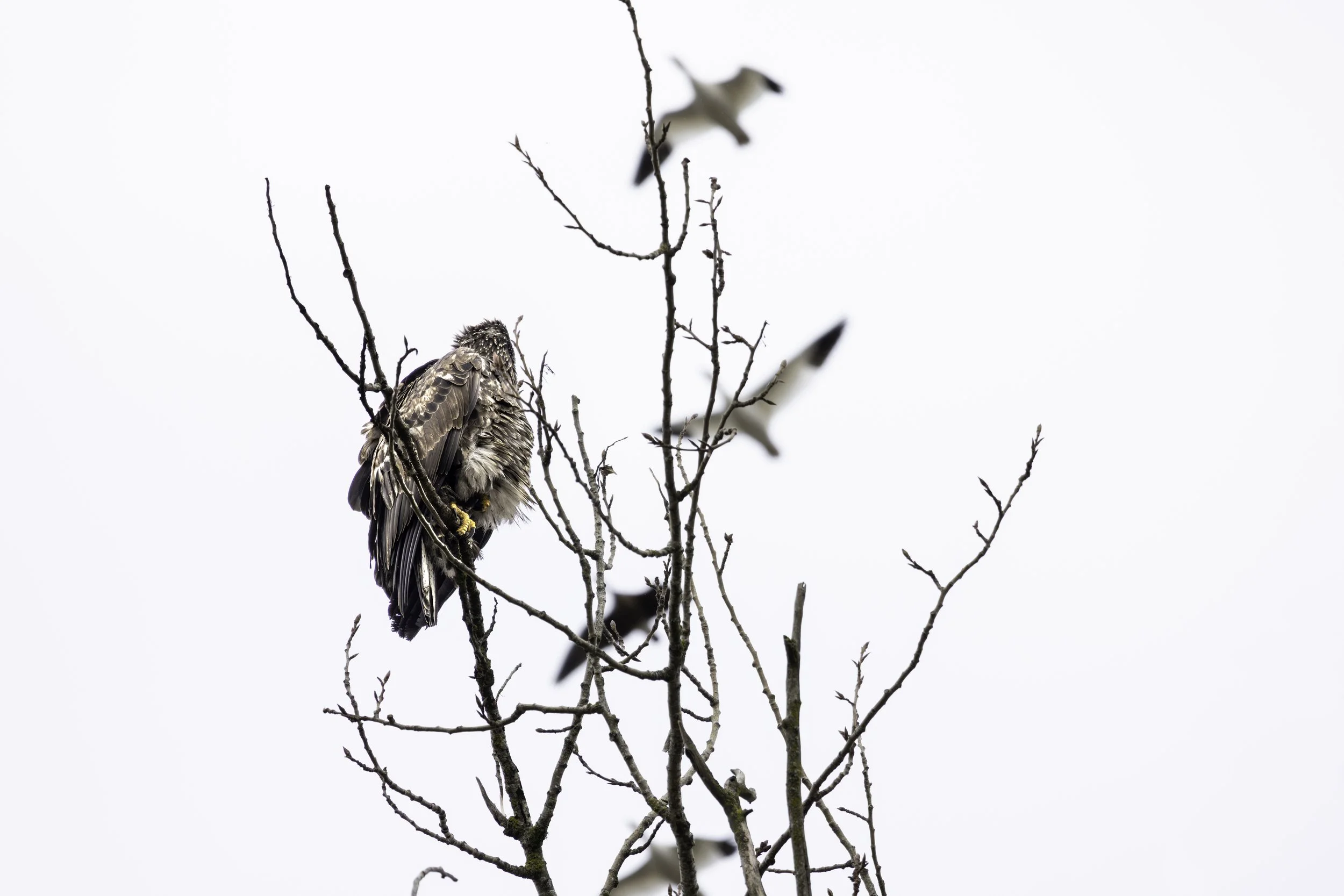 Juvenile bald eagle watching Snow Geese as they fly above its high perch. 
8192 × 5464
(~ 27.3" × 18.2" @ 300dpi)