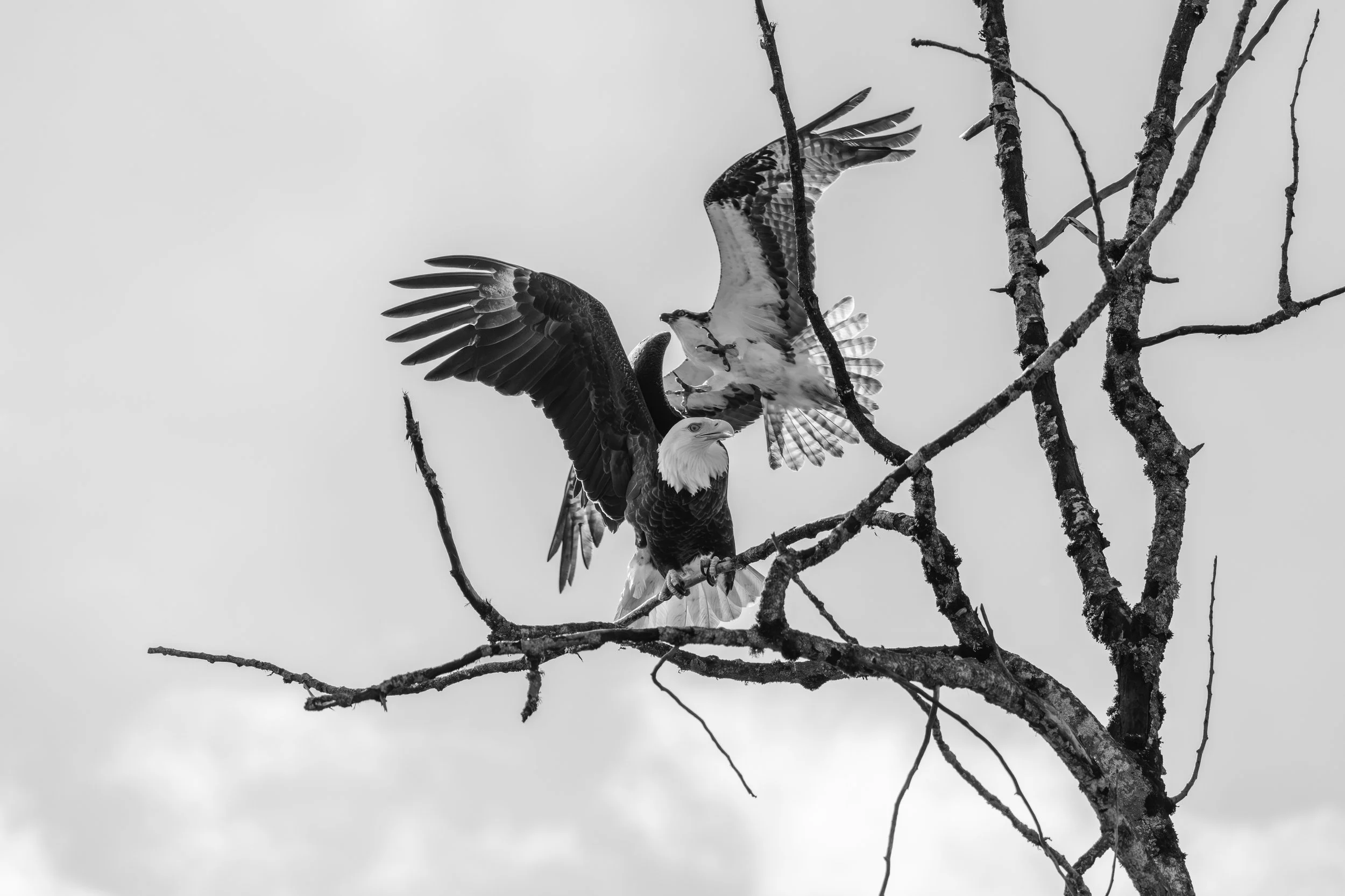 ospreyVsEagleBW-9359.jpg