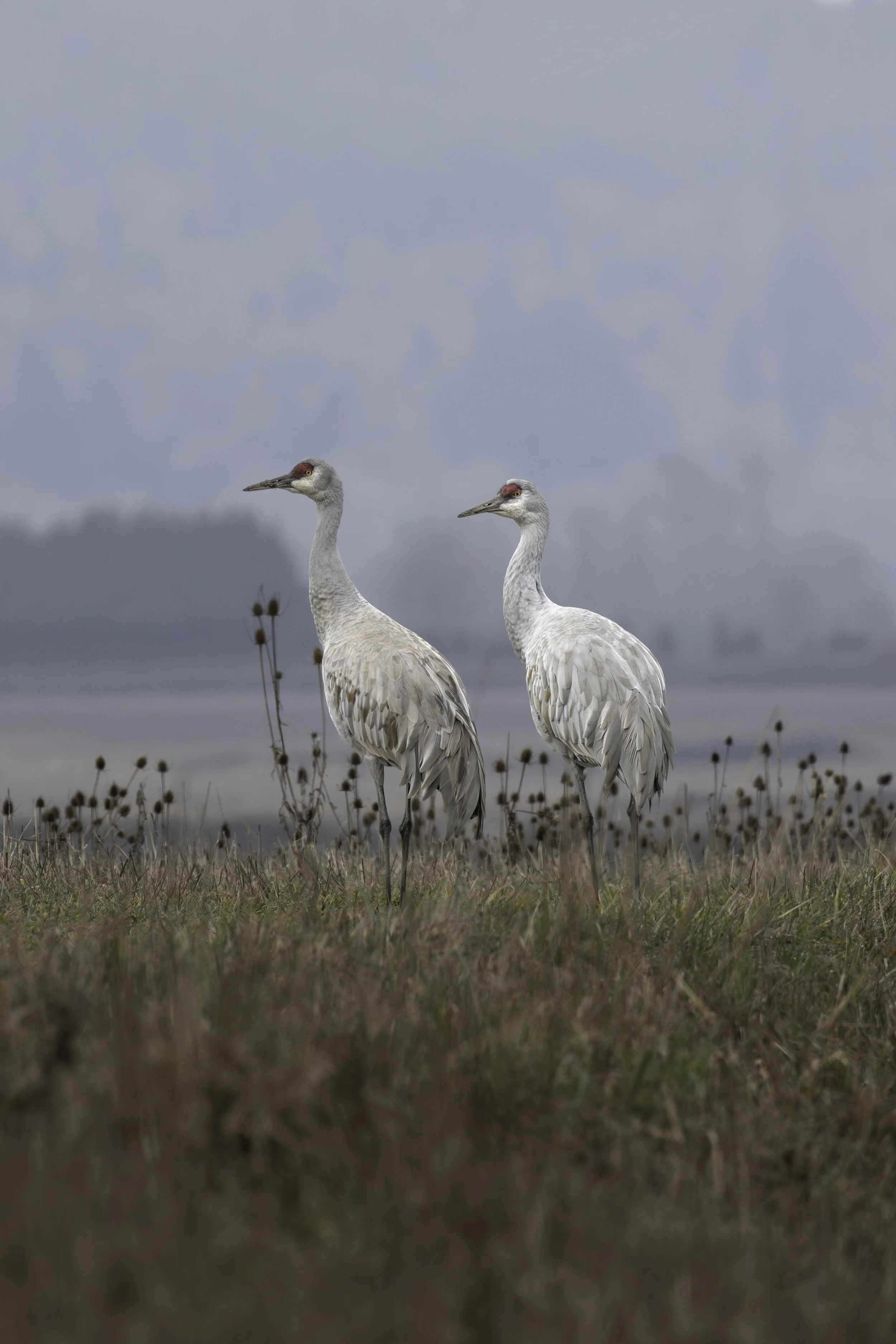 Pair of Sandhill Cranes on grasslands.
2773 × 4158
(~9.2" ×  13.9" @ 300dpi)