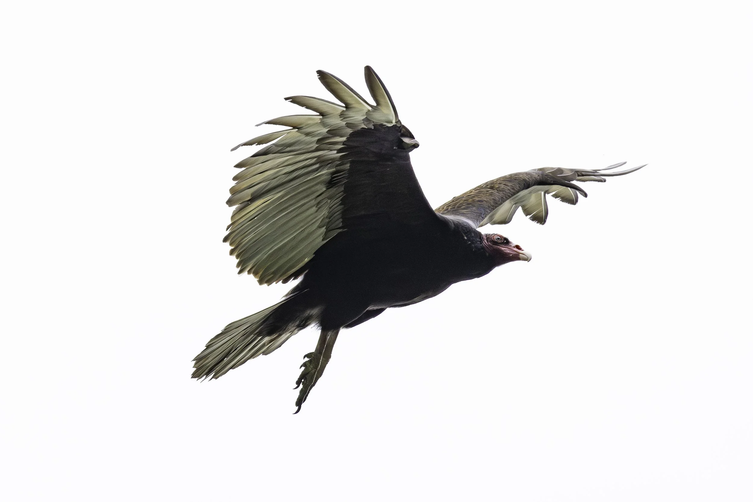Portrait of Turkey Vulture, taking flight. 
5621 × 3749
(~ 18.7" × 12.5" @ 300dpi)