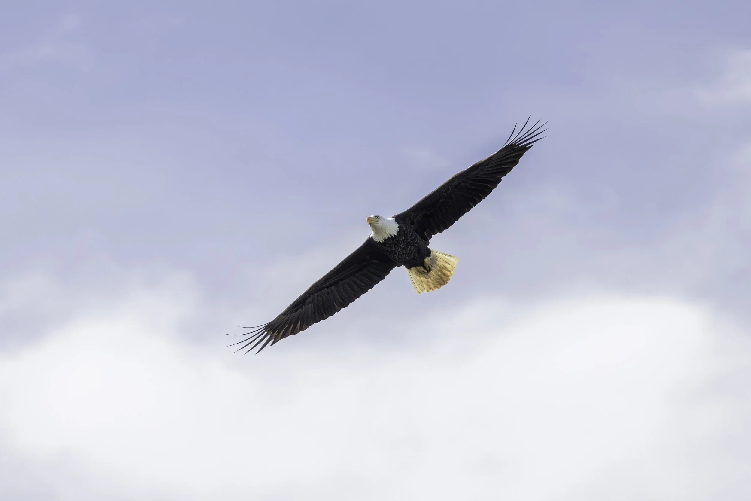 Adult Bald Eagle soars as it retreats from forfeited territory. 
4512 × 3009
(~ 15" × 10" @ 300dpi)