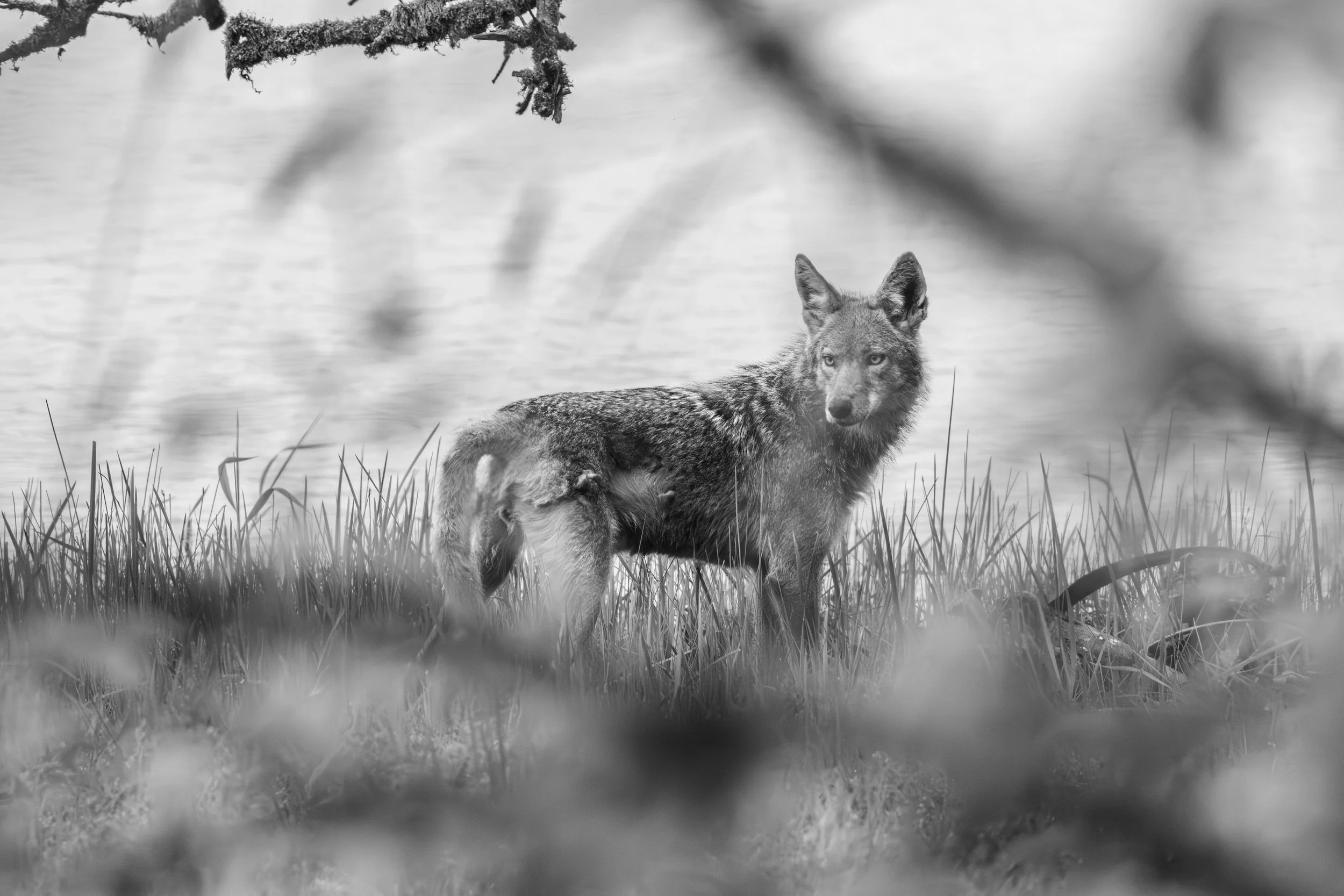 Coyote_carcassBW-9158.jpg