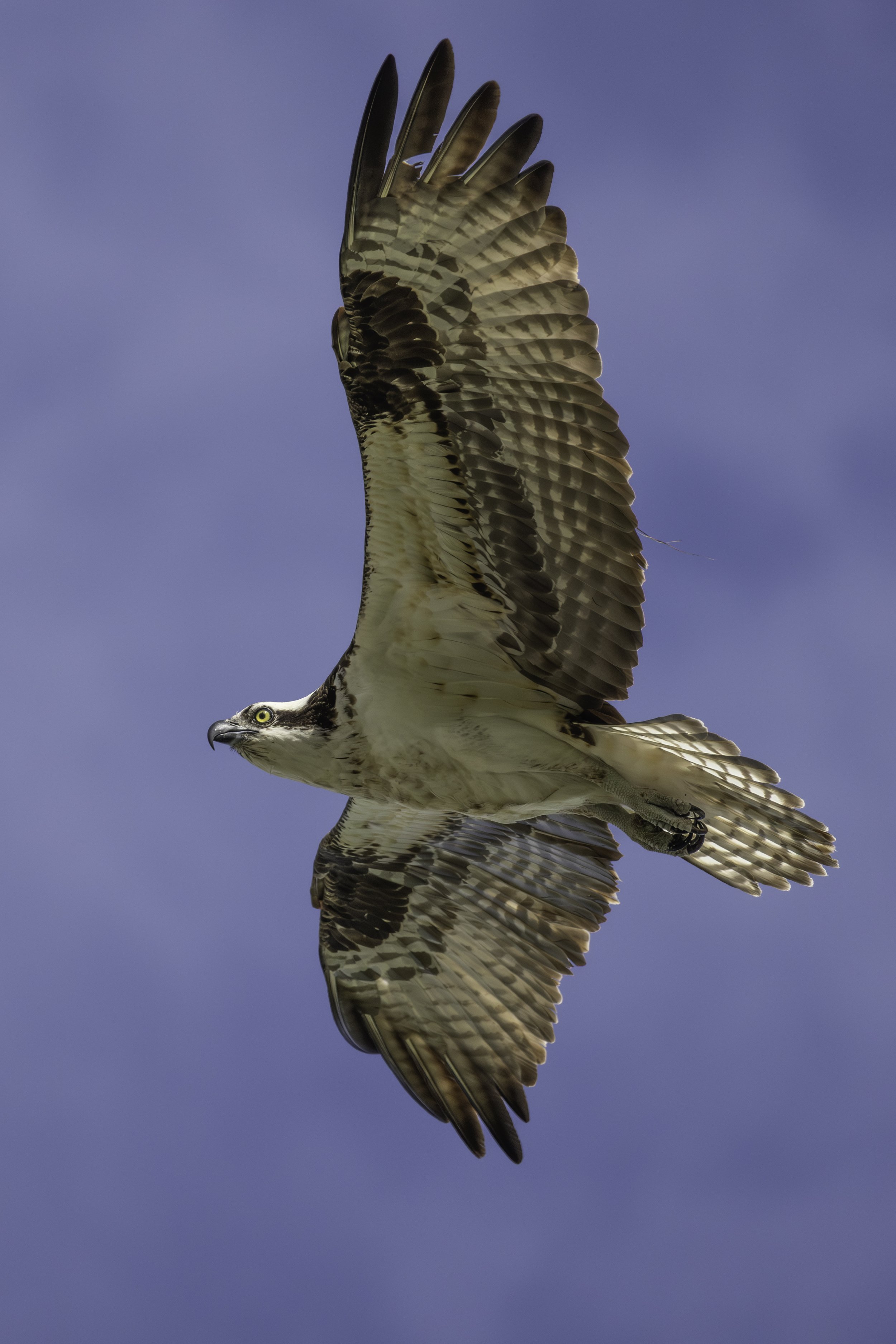 Osprey in flight - underside profile. 
3644 × 5464
(~ 12.1" × 18.2" @ 300dpi)