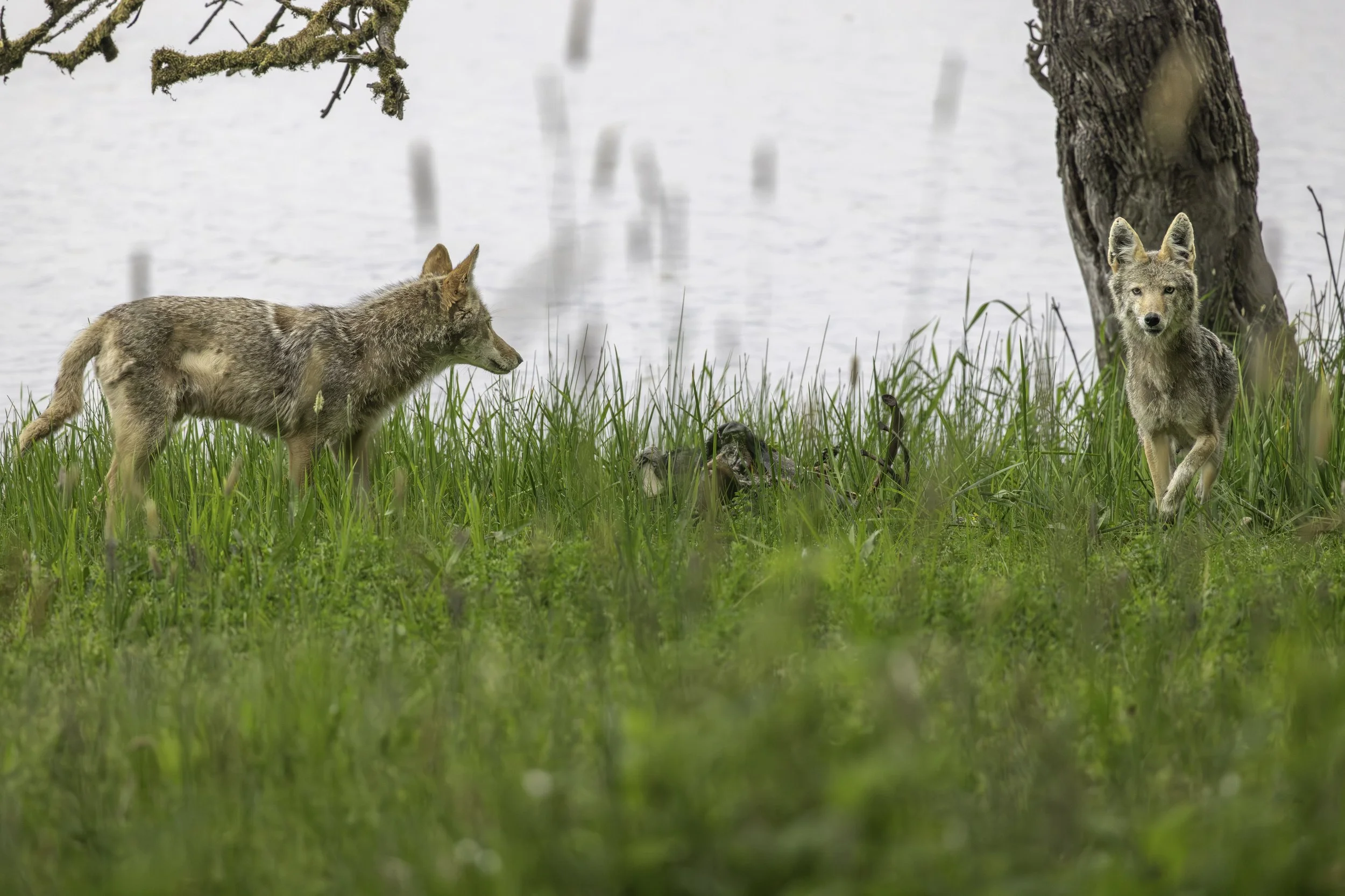 A pair of coyotes scavenging on the remains of venison. While one is alerted to the photographer, the other watches on. 
8192 × 5464
(~ 27.3" x 18.2" @ 300dpi)