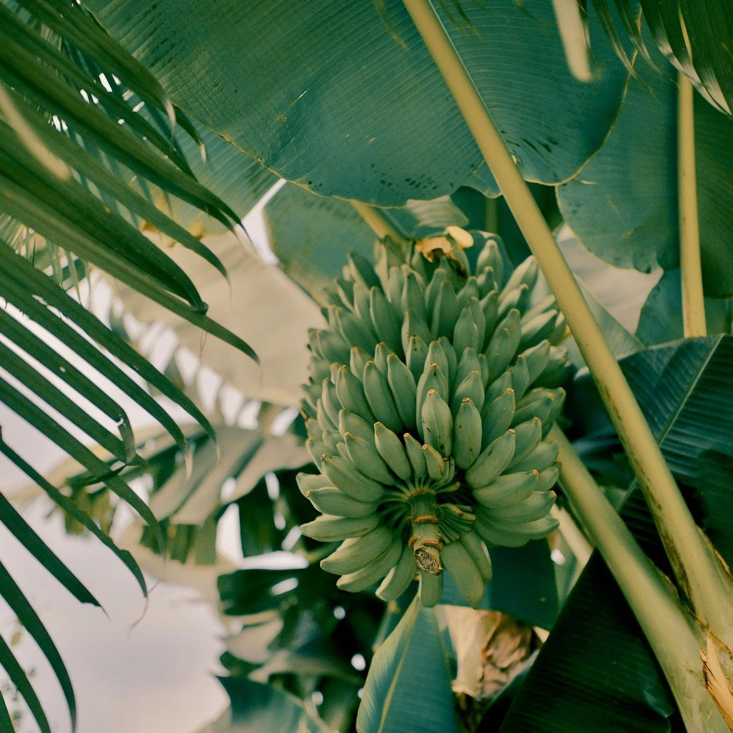&quot;𝑾𝒂𝒂𝒓𝒐𝒎 𝒛𝒊𝒋𝒏 𝒃𝒂𝒏𝒂𝒏𝒆𝒏 𝒆𝒊𝒈𝒆𝒏𝒍𝒊𝒋𝒌 𝒌𝒓𝒐𝒎? 🍌&quot;, dacht ik, terwijl ik op reis in Nicaragua naar een bananenboom keek 🌴

Als je wel eens bananen in een boom hebt zien groeien, is het je misschien opgevallen dat ze nie