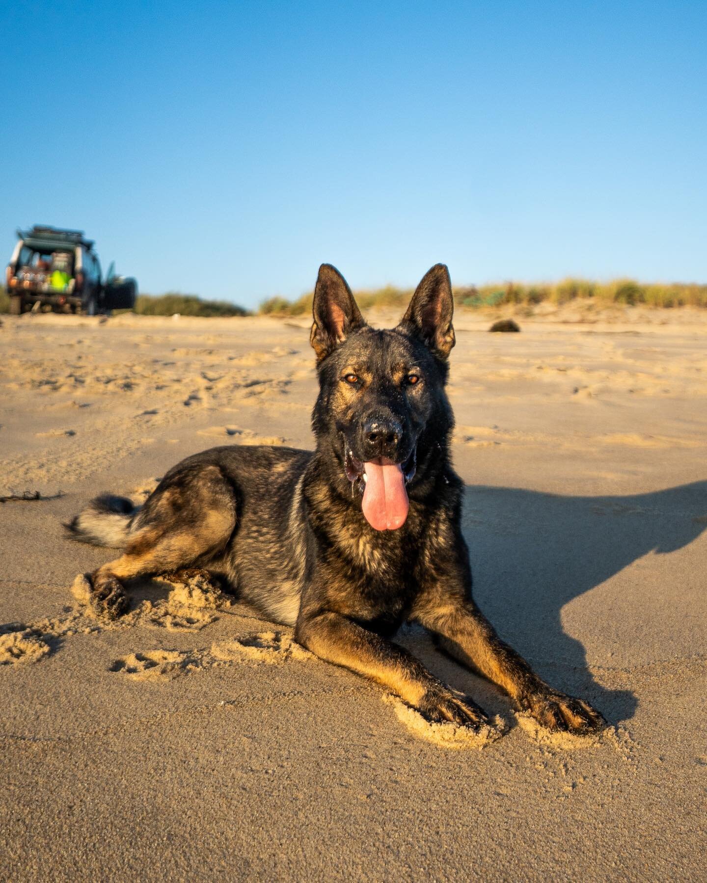 X-RAYS, FEARS OF HIP DYSPLASIA AND THE RESULTS&hellip;

One of my biggest fears when I got Vilk was that we wouldn&rsquo;t be able to be active and outdoorsy together.

I have always wanted a dog I could be partners with. A dog I could run long dista