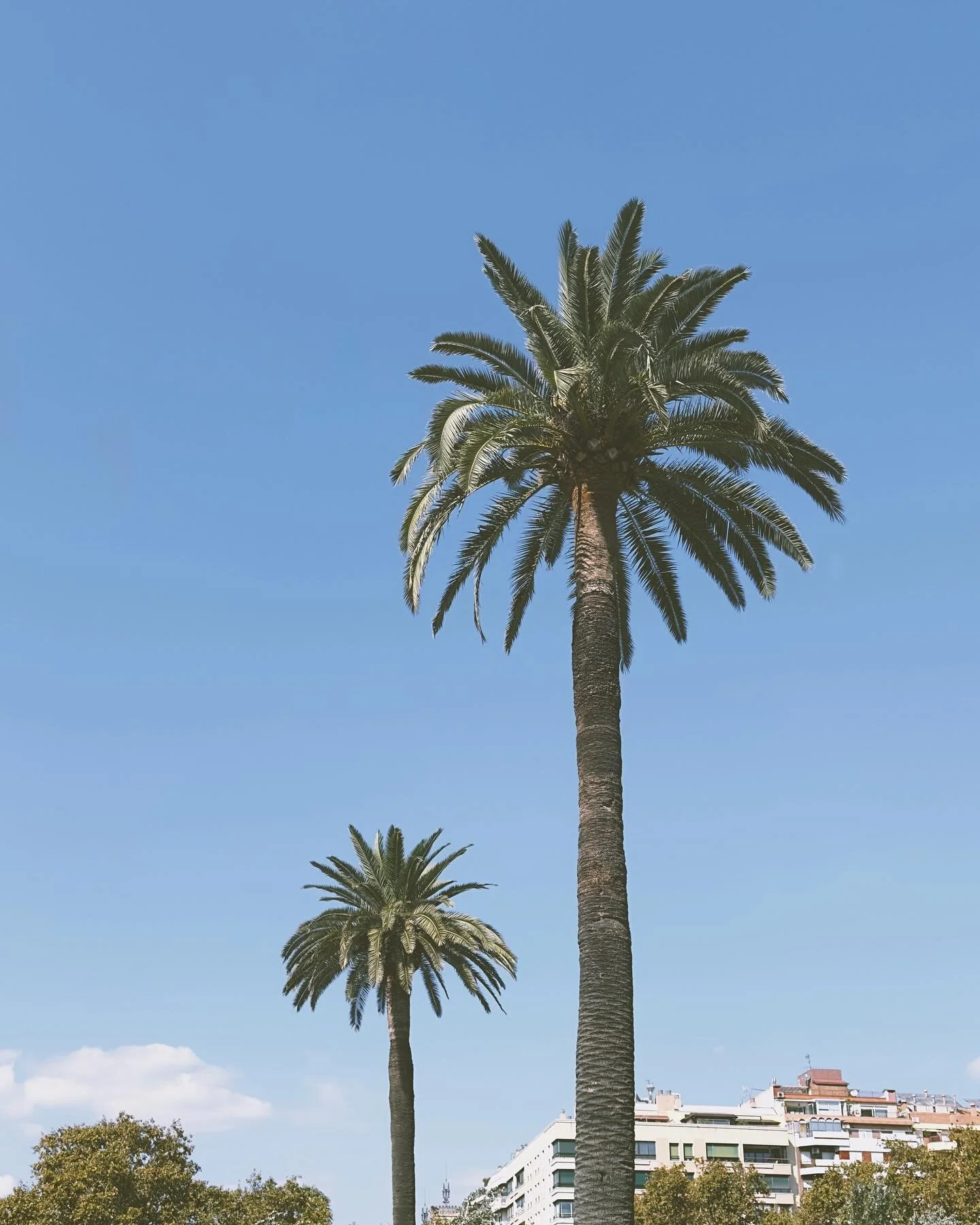 California vibe in Barcelona 🇪🇸🌴 

#palmtrees #barcelona #travel