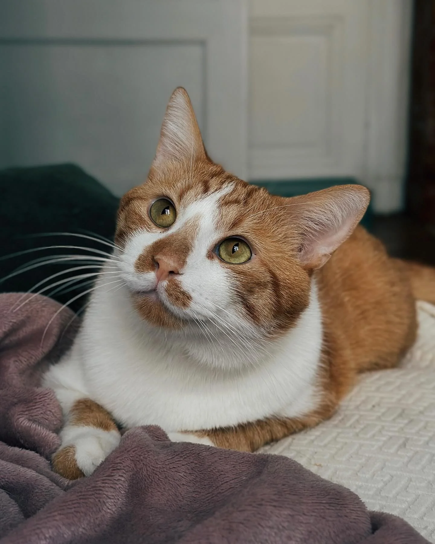 Morning view🐱😌

📸 iPhone 14pro - Portrait Mode

#catscatscats #catsofig #gingercatclub #gingercatsofinstagram #shotoniphone #iphone14pro #vscoedit #vscofilter