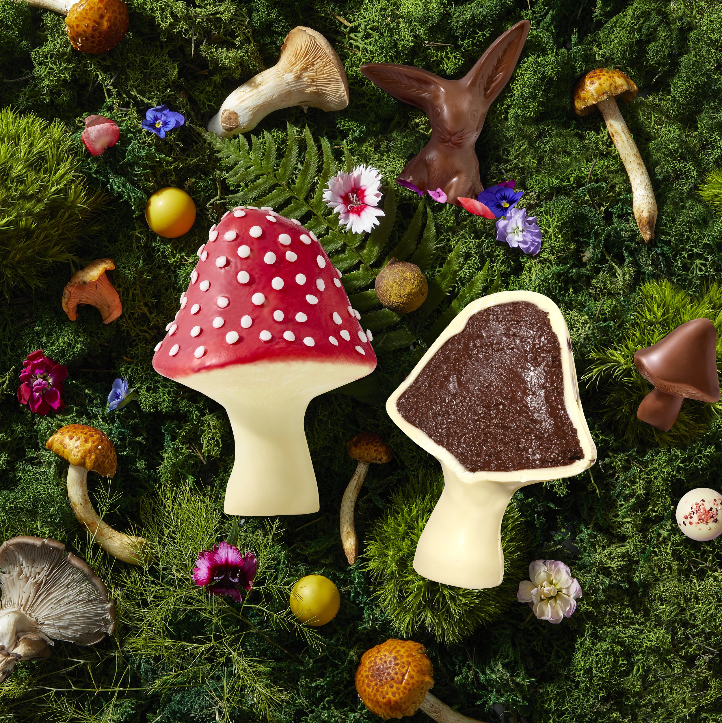 Mushrooms Photo Shoot