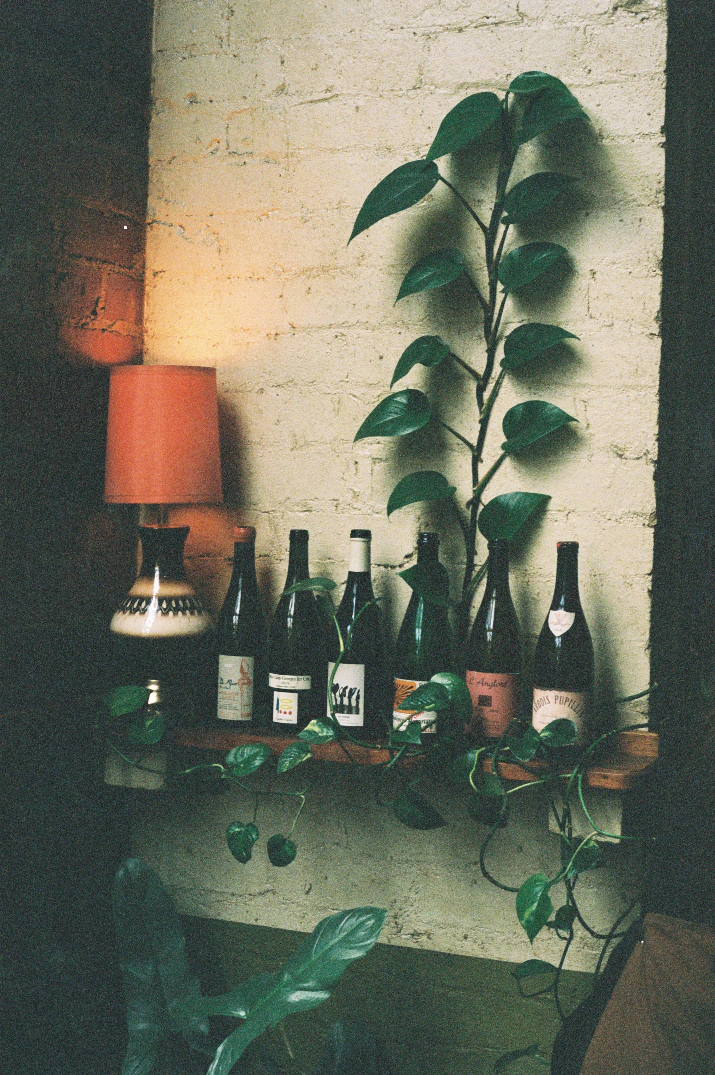 A collection of wine bottles on a wooden shelf against a white brick wall, decorated with a large leafy vine, next to a table lamp with a red lampshade.