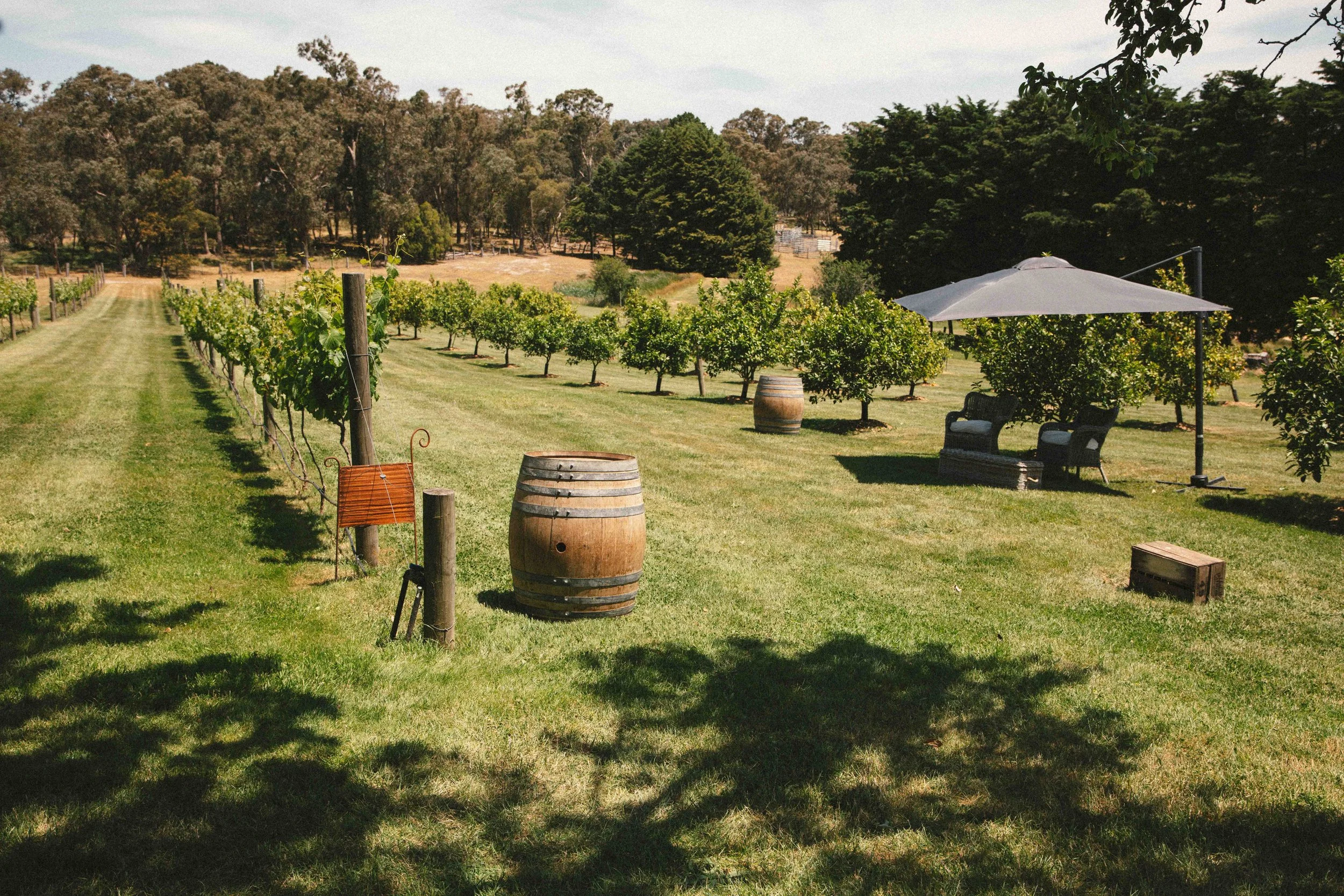 Vineyard with rows of grapevines, barrels, a shaded seating area with chairs and an umbrella, and trees in the background.