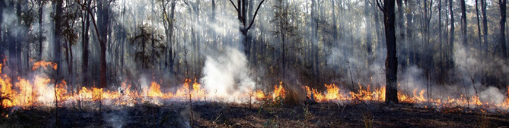 Healing and Preparing Country for Fire - On Country Camp