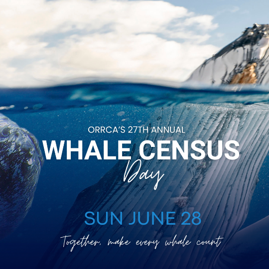 2026 ORRCA Whale Census Day