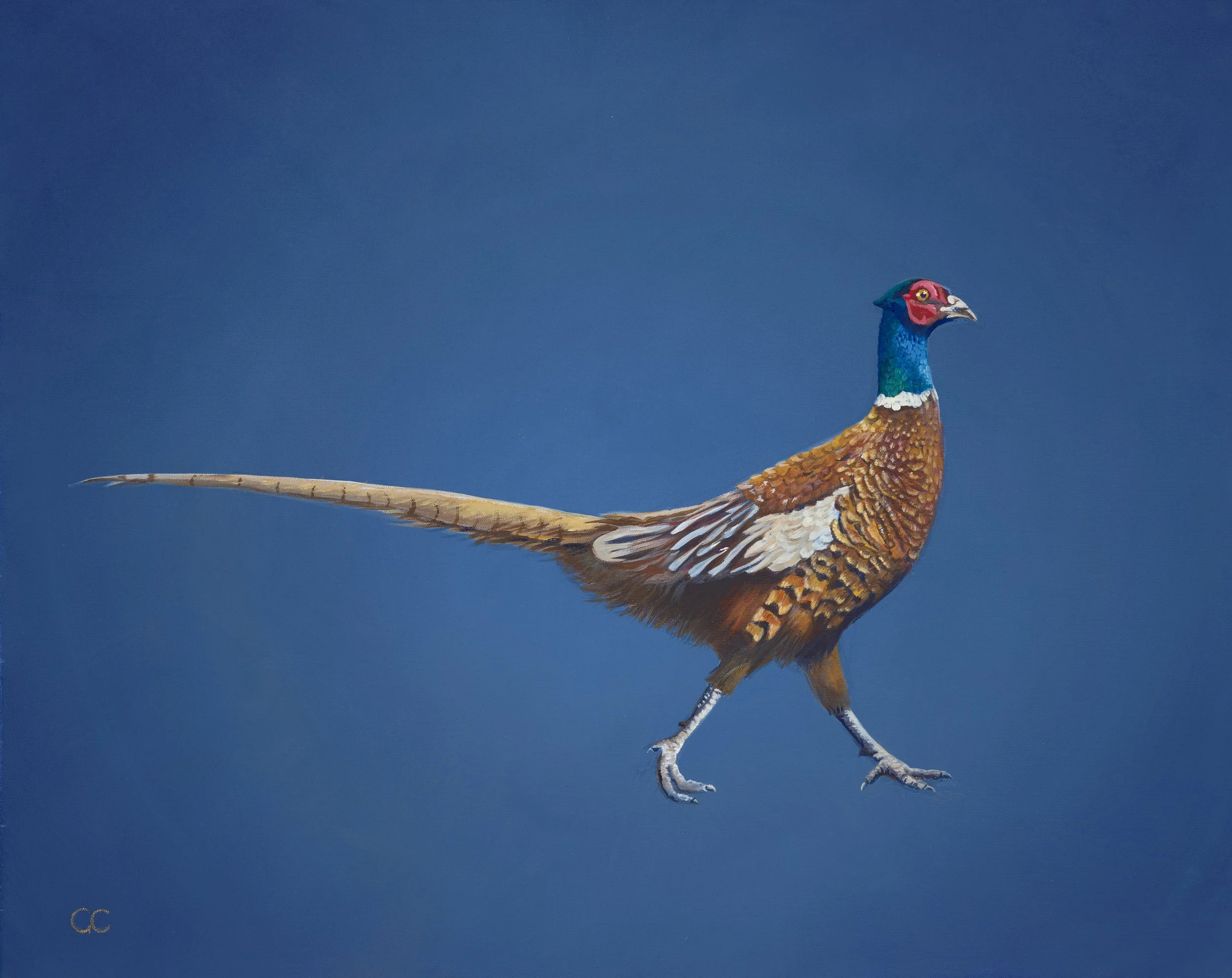 Male Pheasant_Blue.jpg