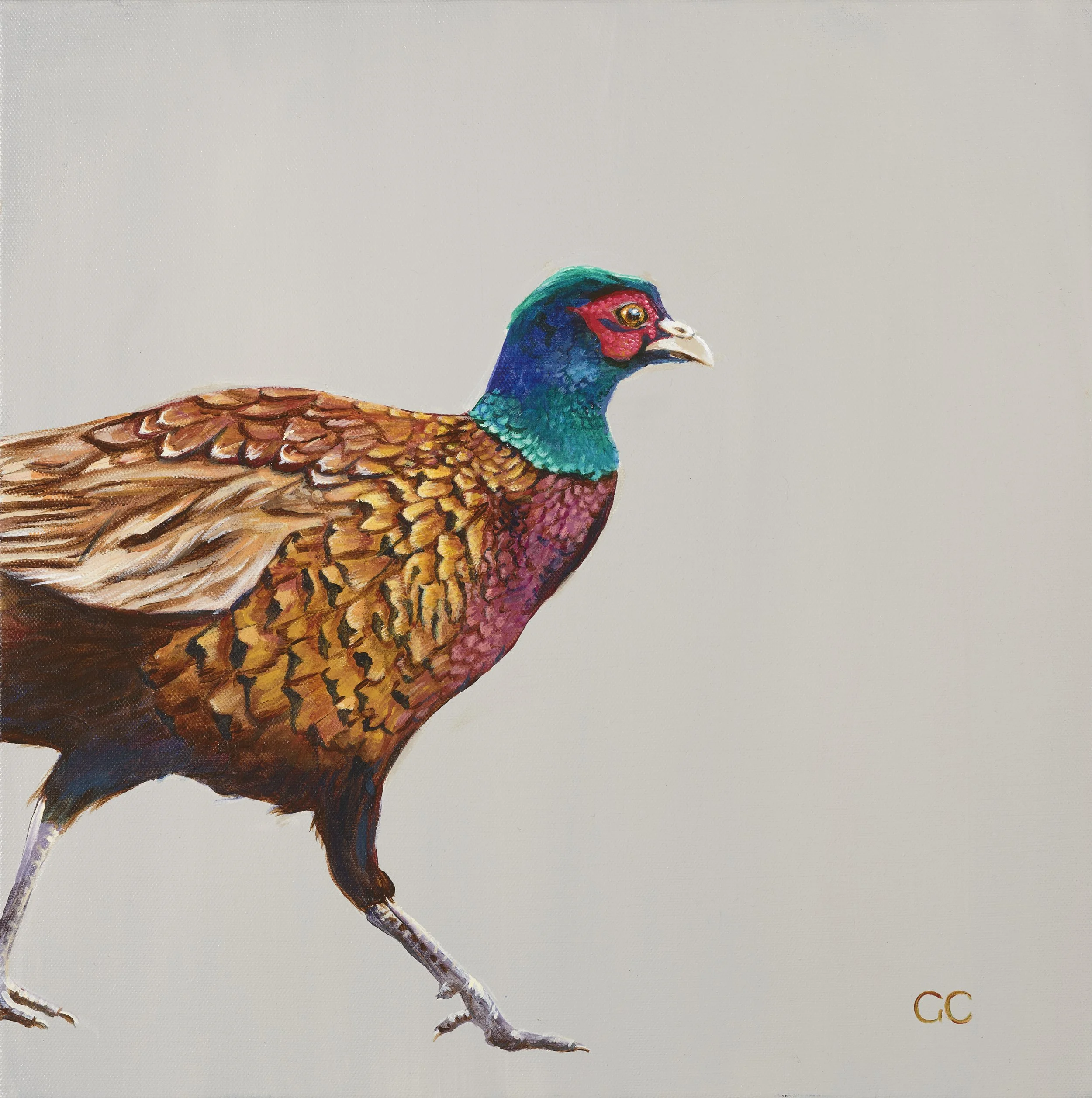 Male Pheasant_Grey.jpg