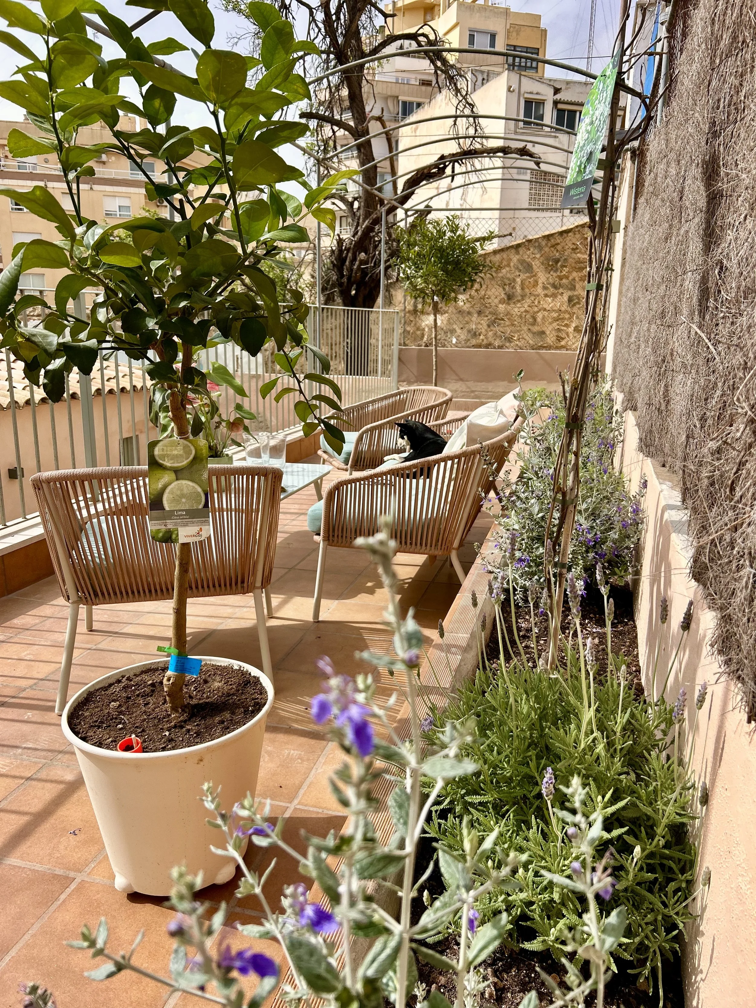 The serene exterior of the Foners Sanctuary, a local oasis for recovery and retreats in the heart of Palma.