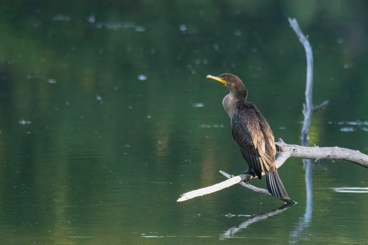 Volunteer — Audubon Chapter Minneapolis