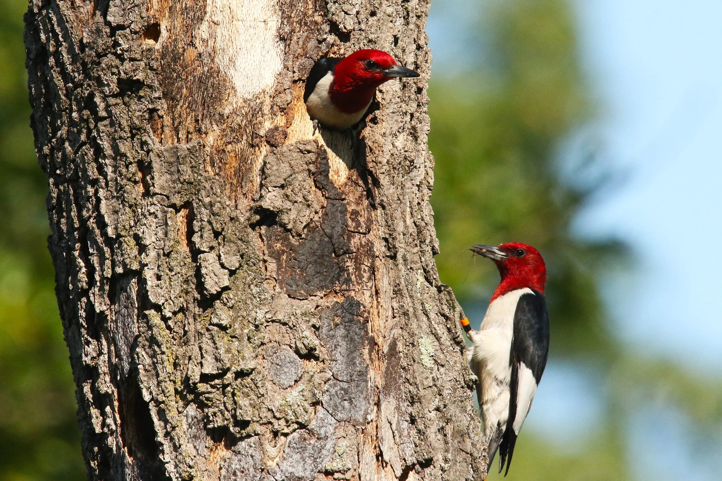 Red-headed Woodpecker Research Update—Fall 2020
