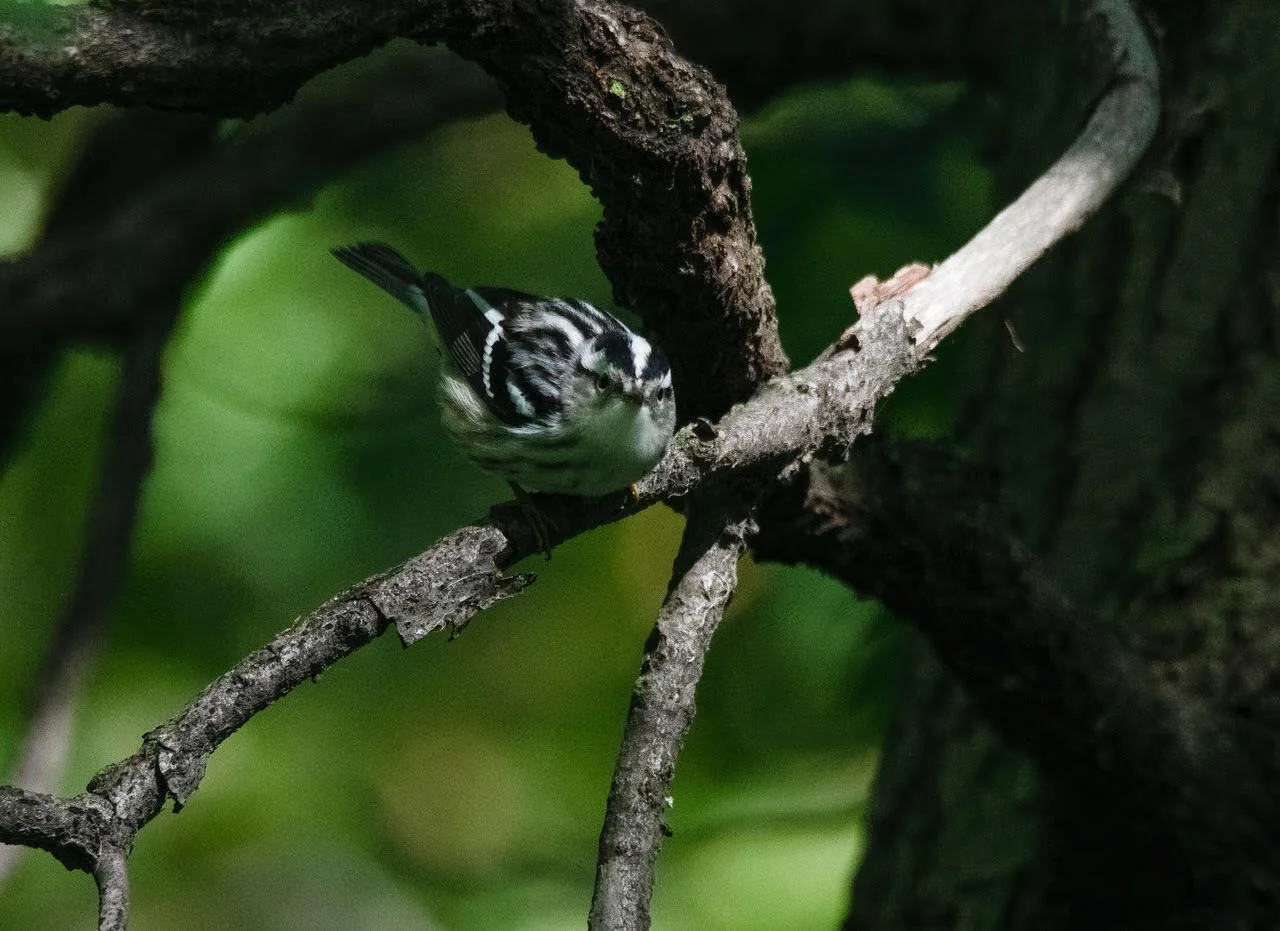prevent bird deaths with bird-safe windows