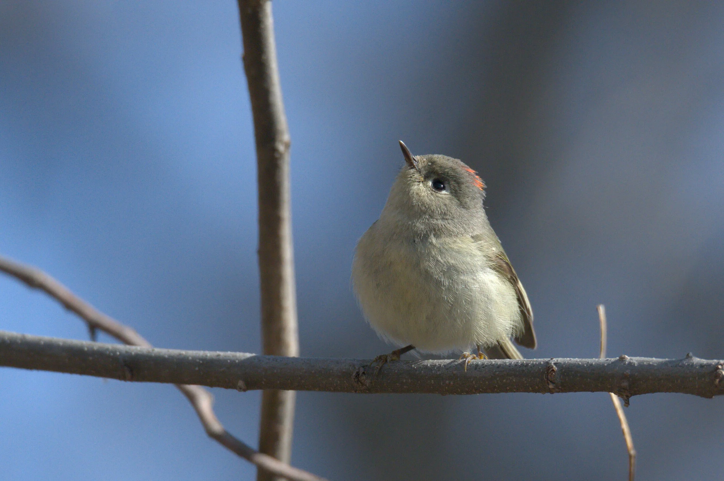 Audubon Chapter Minneapolis reflects on equity, diversity and inclusion