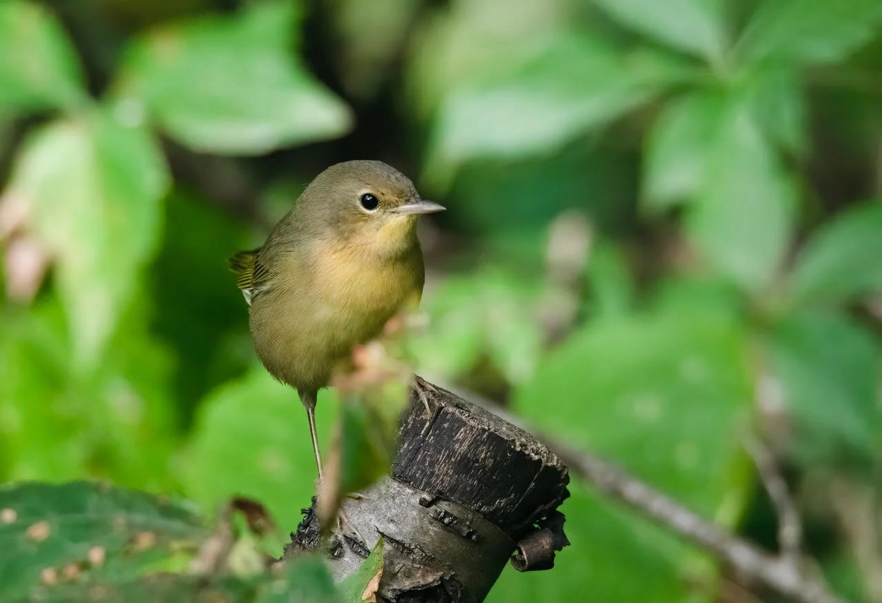 Tribute in Light, Birds in Flight