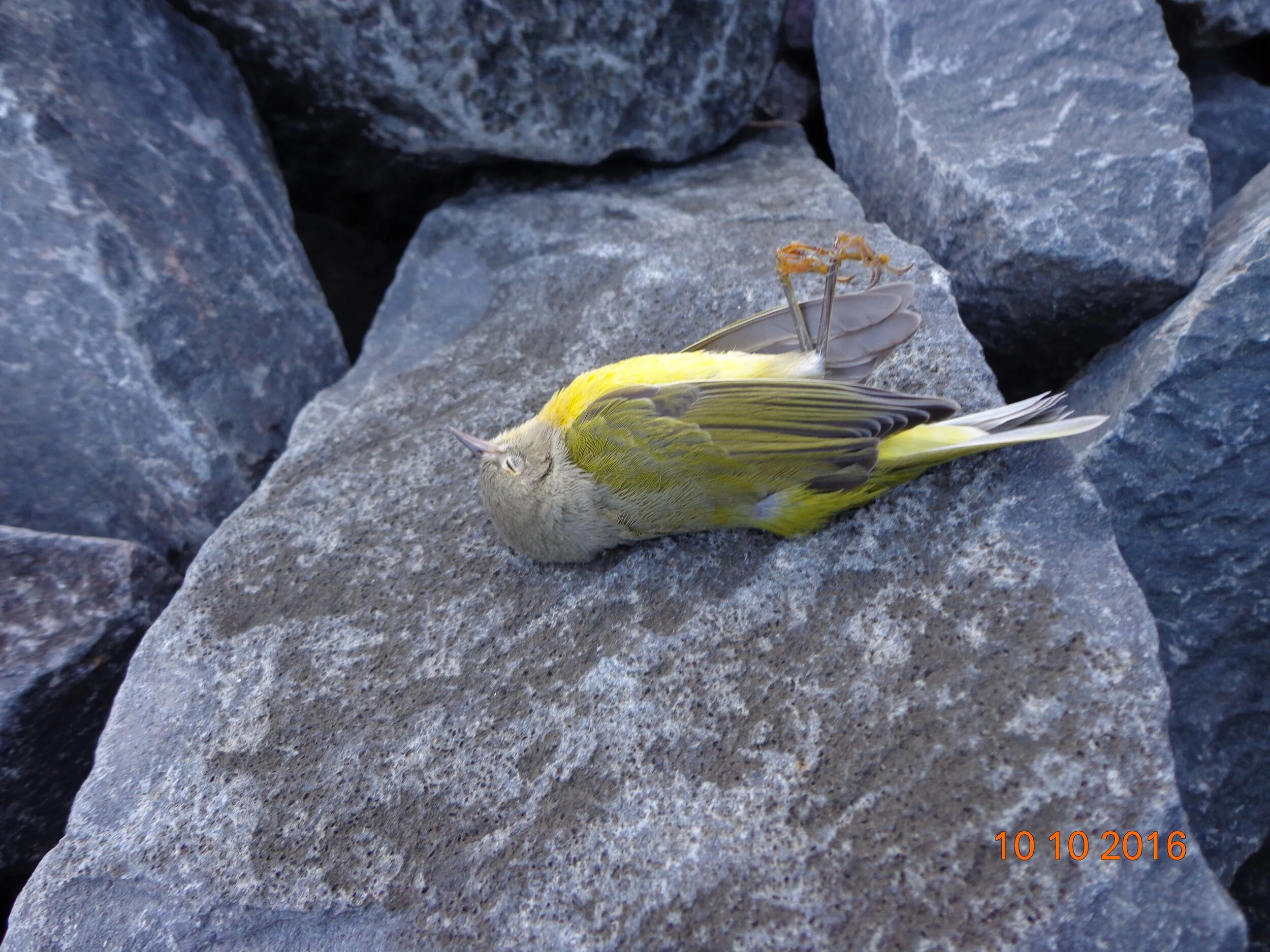 Bird Mortality Study Confirms U.S. Bank Stadium’s Danger to Birds