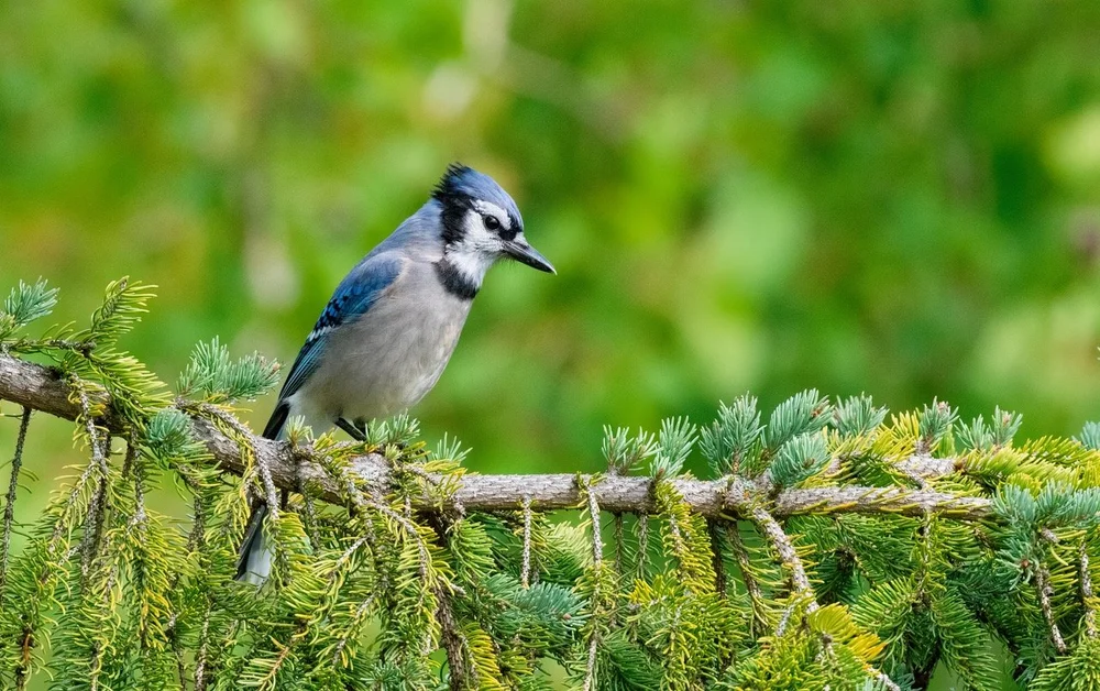 Event List — Audubon Chapter Minneapolis