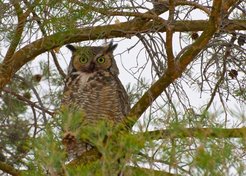 Owl-o-ween!
