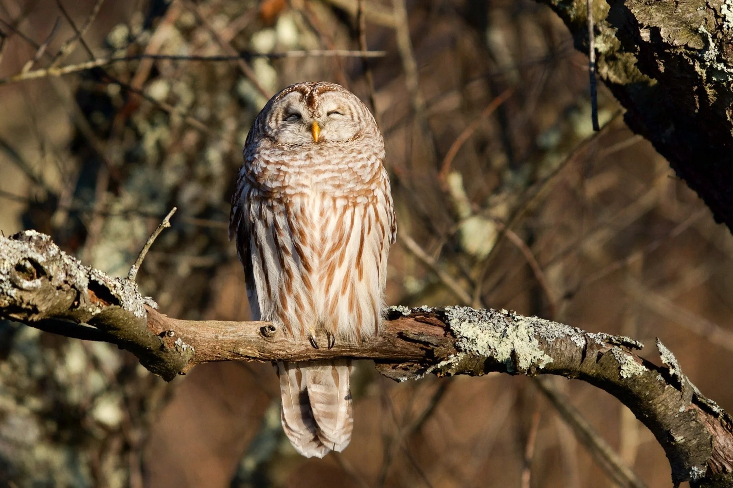 Owl-o-ween!