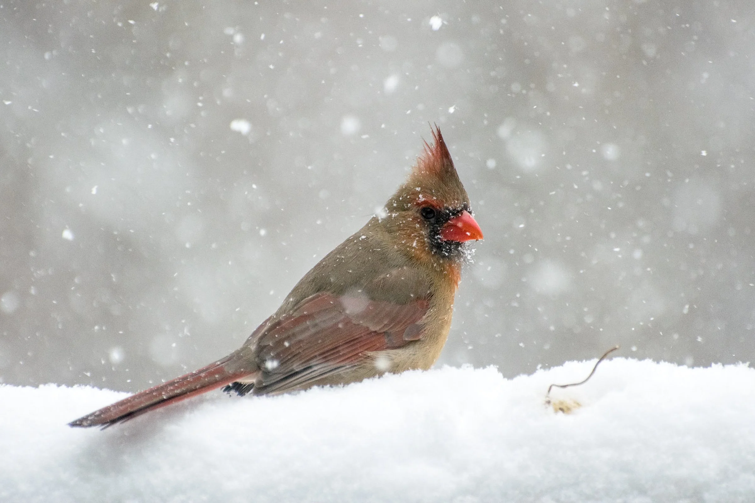 Healing Walk with Birds