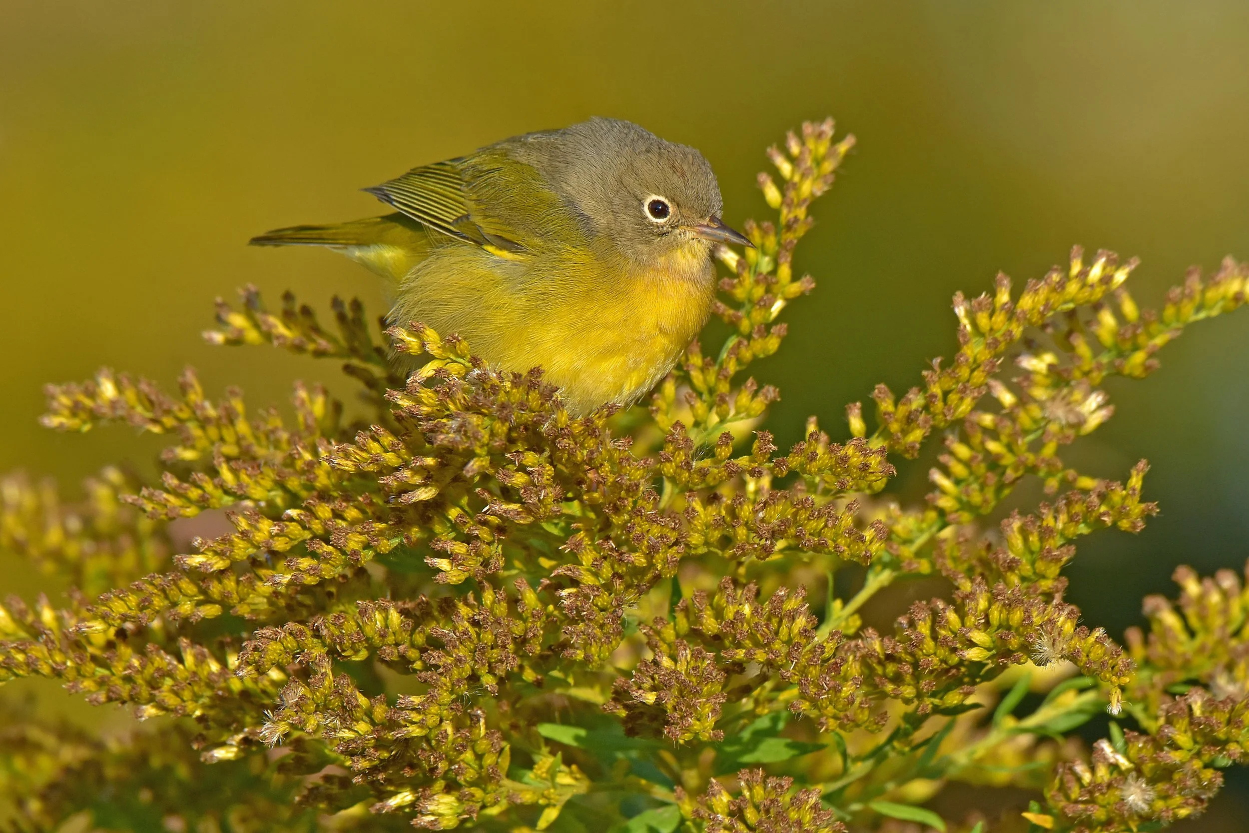 Birding by Bike: Hyland Lake Park Reserve