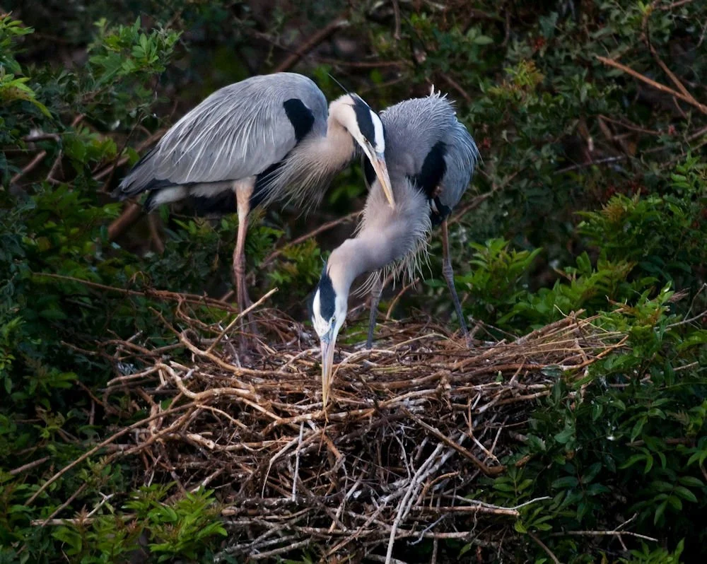 Birdwatching Heron Babies and their Parents (Session 1)