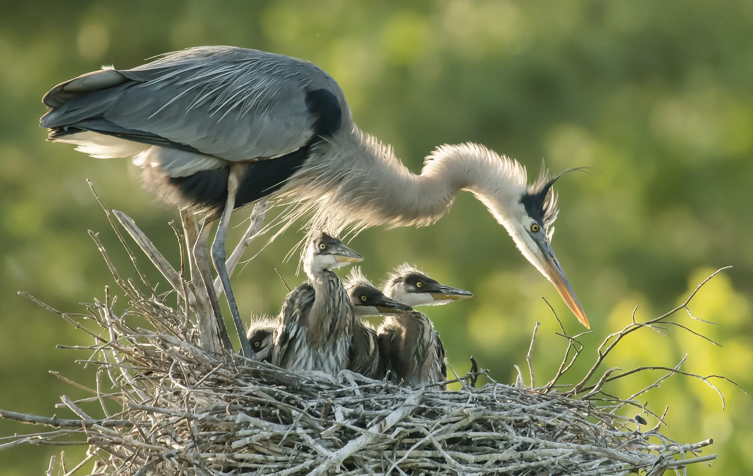 Birdwatching Heron Babies and their Parents (Session 2)