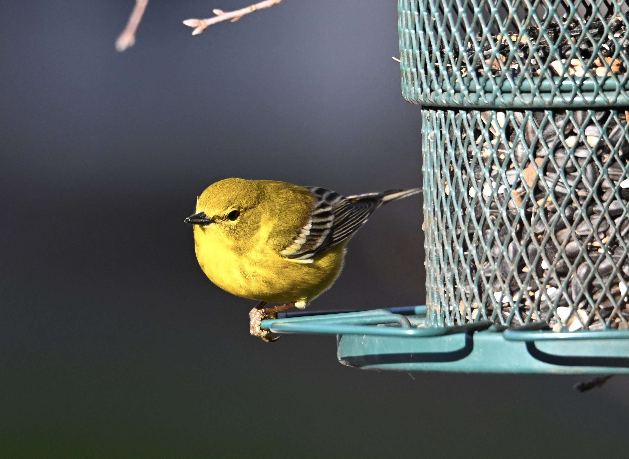 Guided Birdwatching for People with Mobility Challenges