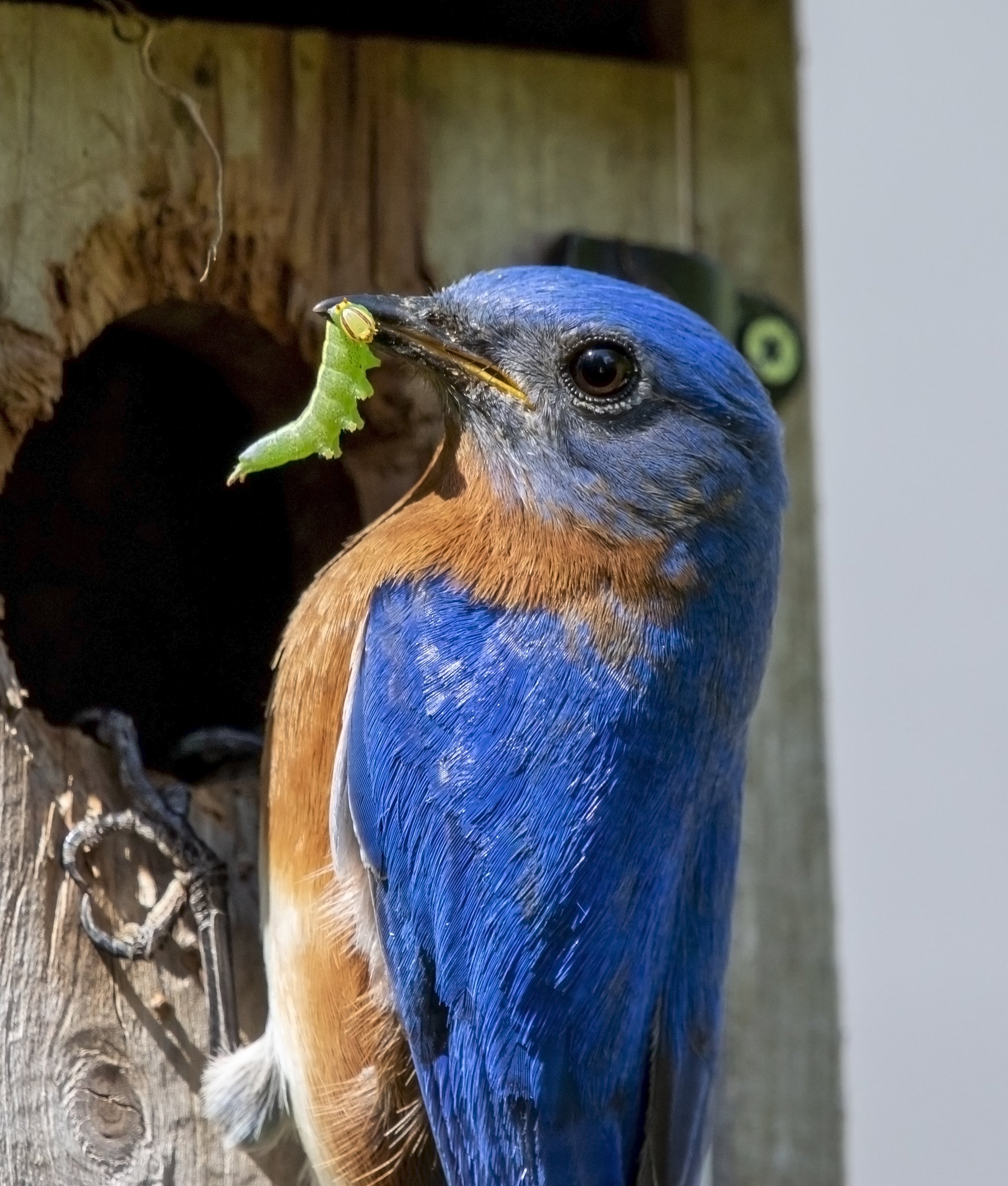 Build a Birdhouse - Golden Valley Library