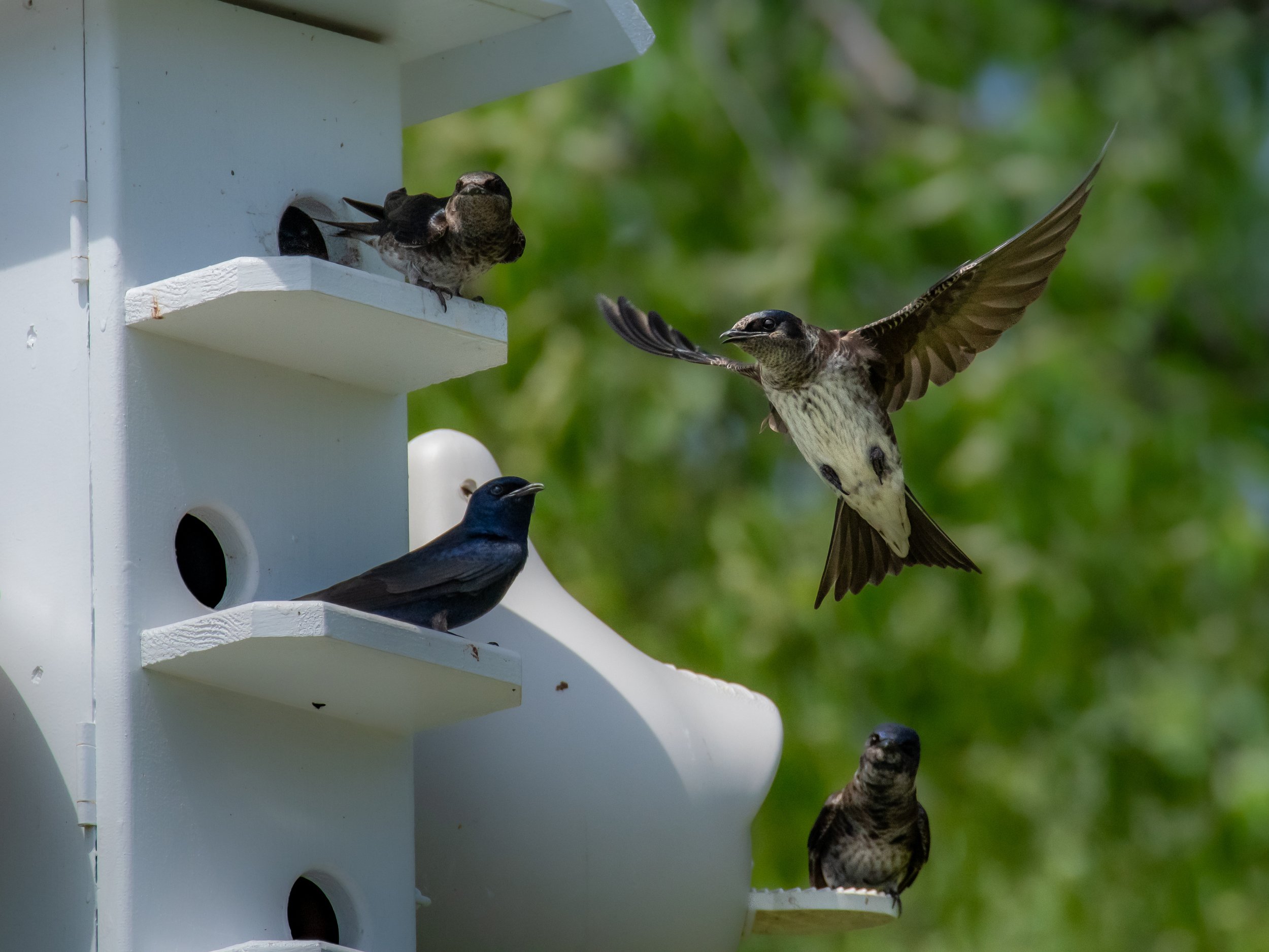 Purple Martins in Minnesota