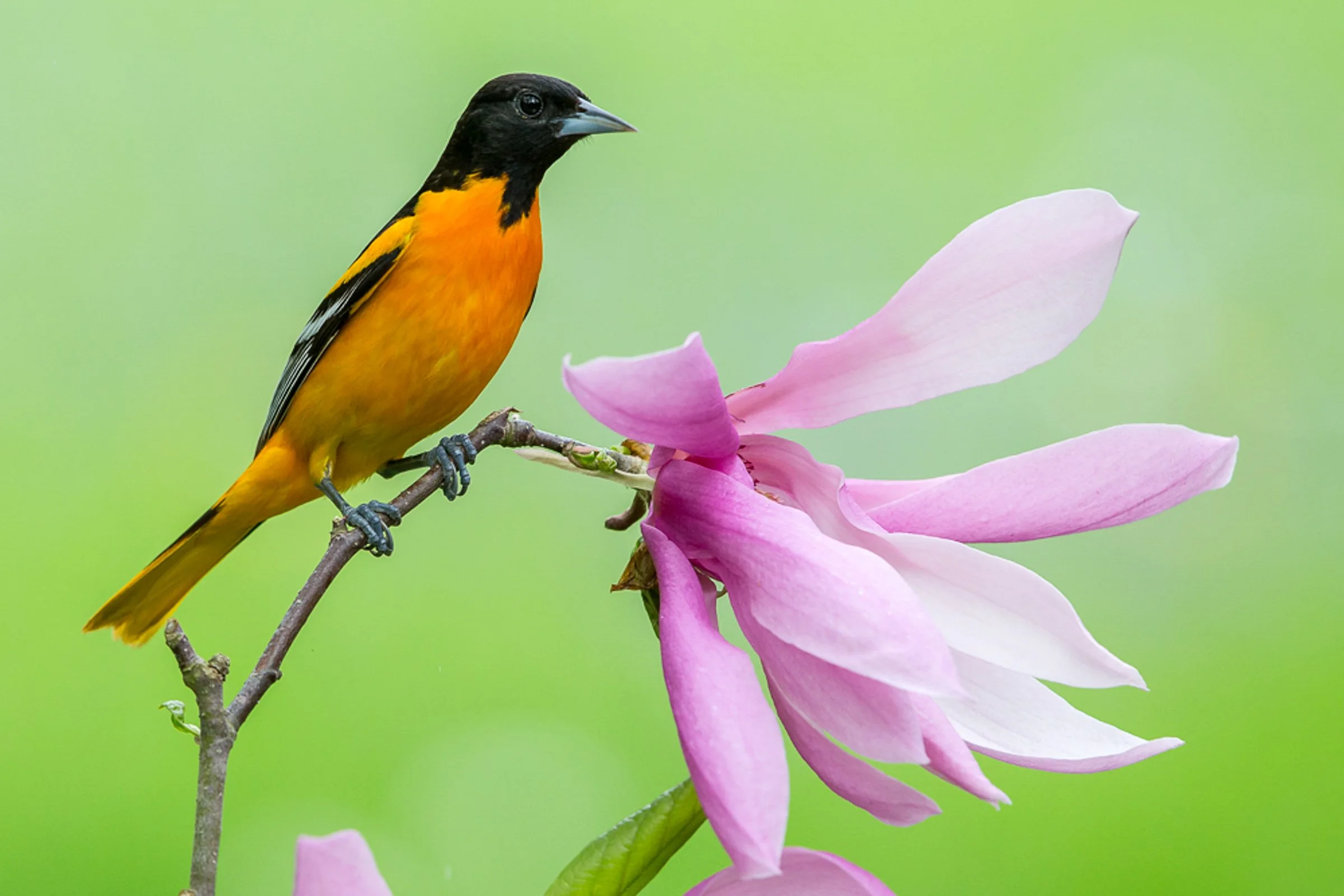Songbirding!  Breeding Song Birds Session 