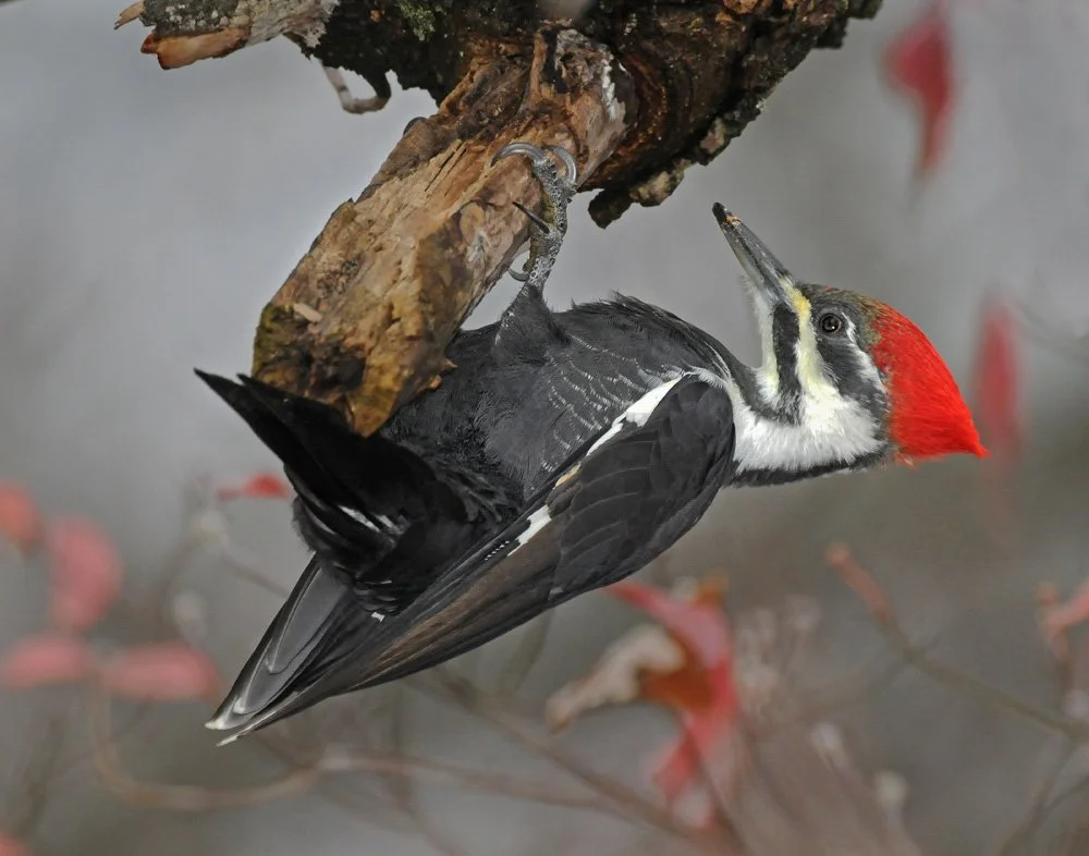 Kara Snow – Project Pileated Woodpecker